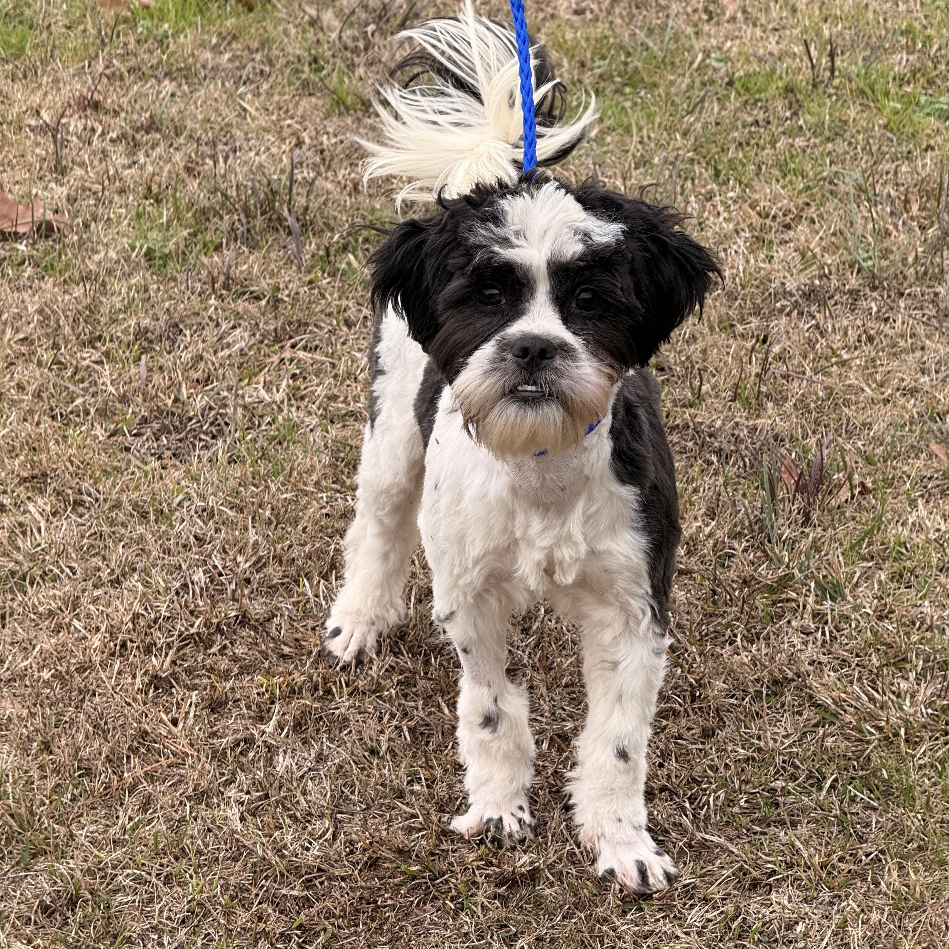 Enlarge Oreo, a Adoptable Shih poo in Texarkana, TX image 6/6