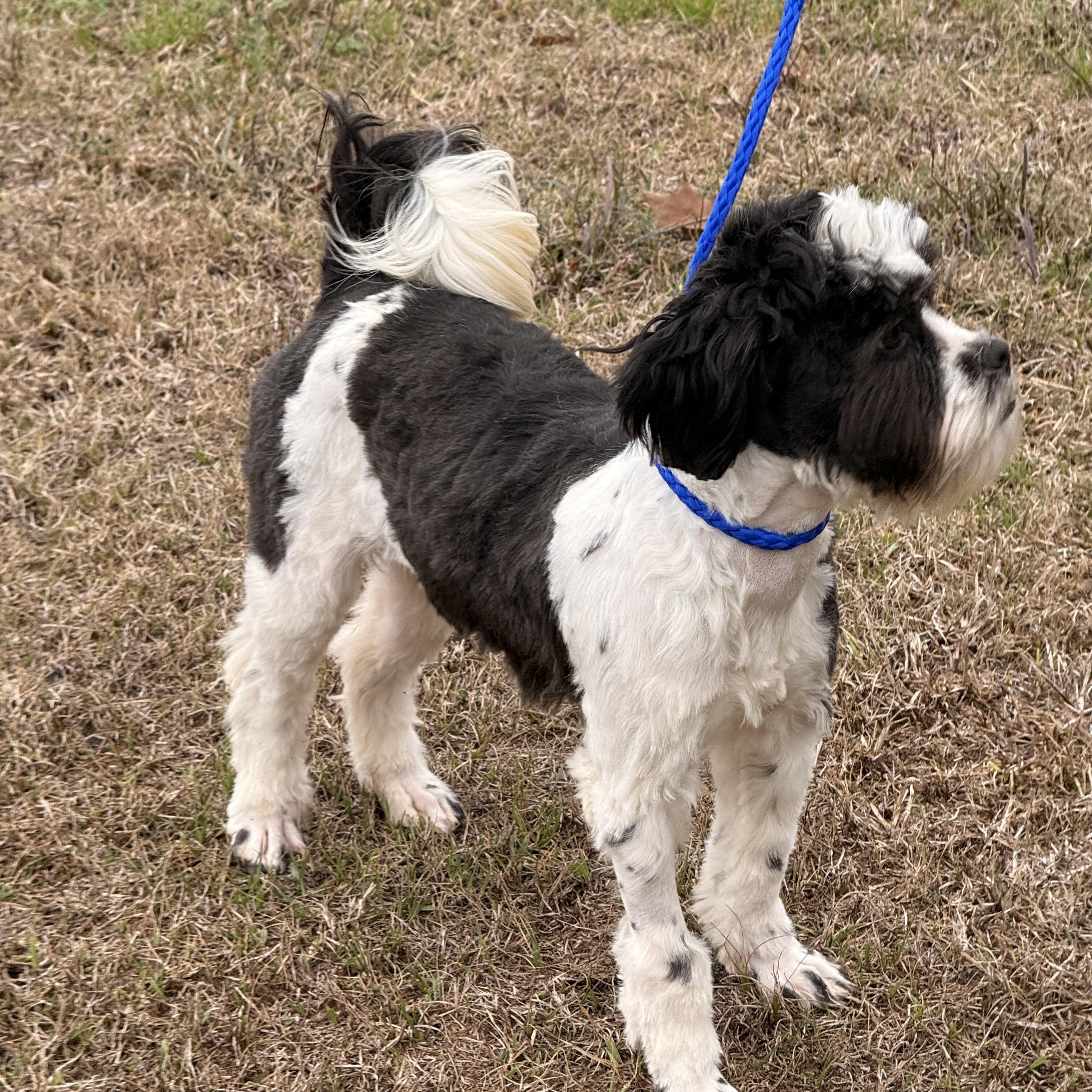 Enlarge Oreo, a Adoptable Shih poo in Texarkana, TX image 5/6