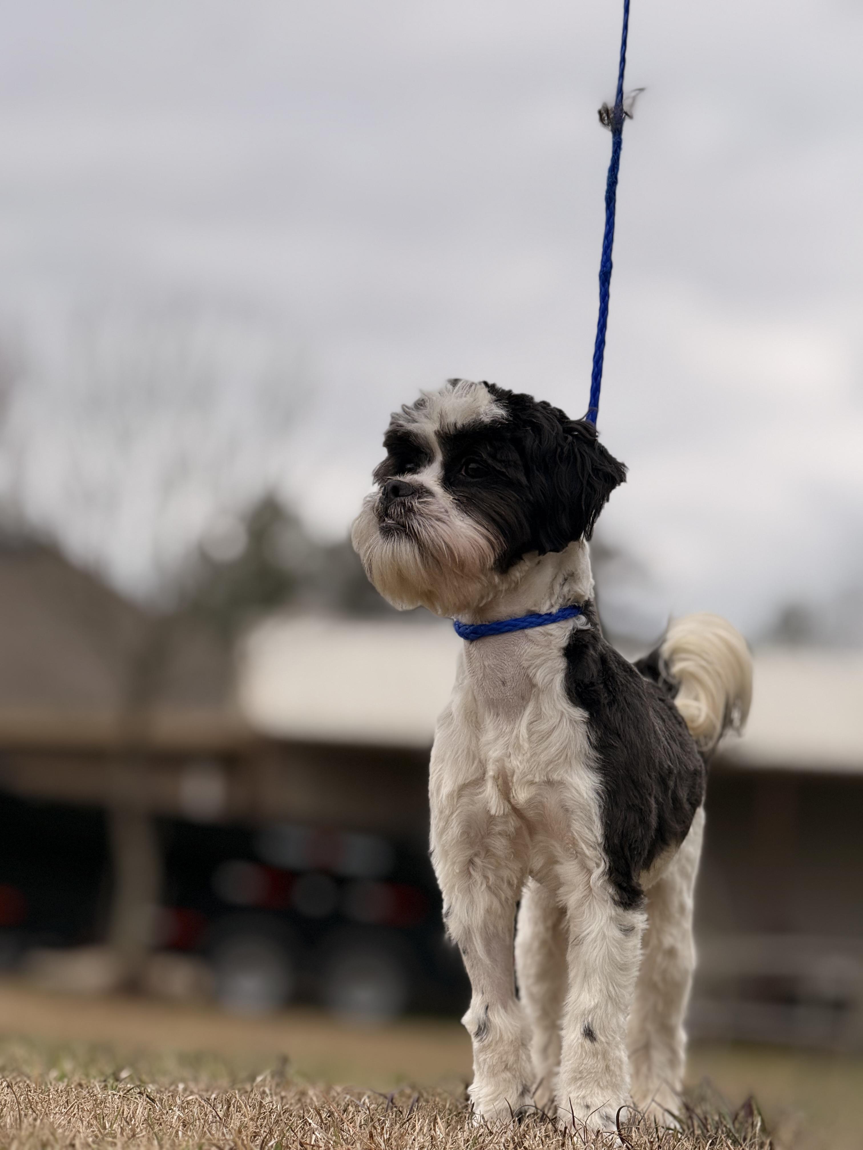 Enlarge Oreo, a Adoptable Shih poo in Texarkana, TX image 3/6