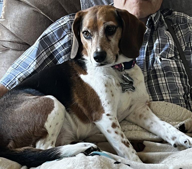 Enlarge Lucy, a Adoptable Beagle in Lansing, MI image 1/3