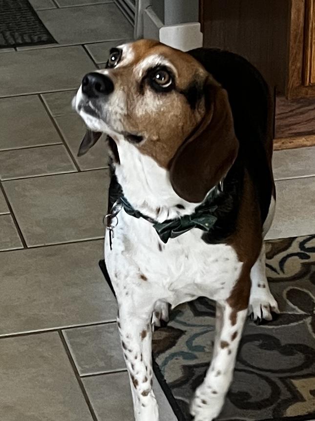 Enlarge Lucy, a Adoptable Beagle in Lansing, MI image 2/3