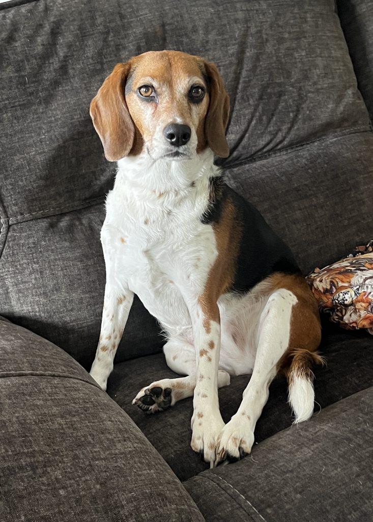 Enlarge Lucy, a Adoptable Beagle in Lansing, MI image 3/3
