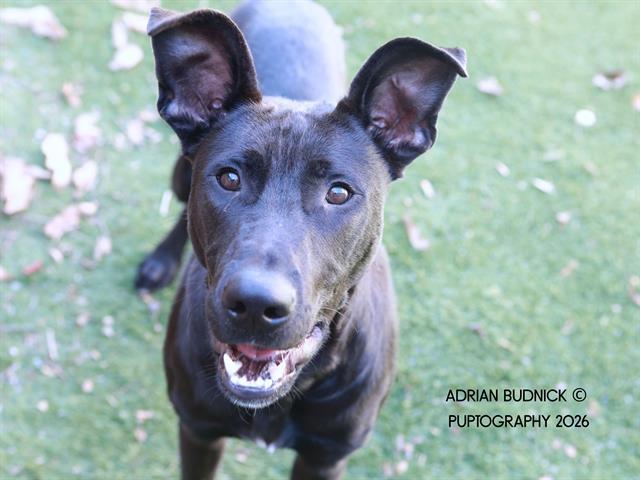 Marcus, ADOPTABLE, Young Male Mixed Breed.