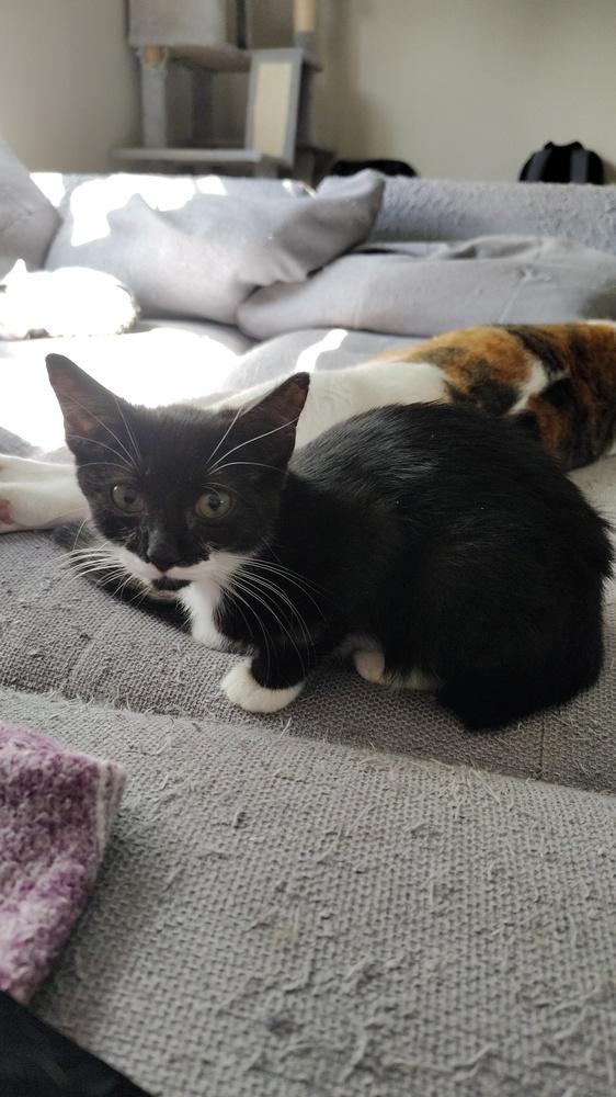 Enlarge Gin, a Adoptable Domestic Short Hair in DELTONA, FL image 1/3