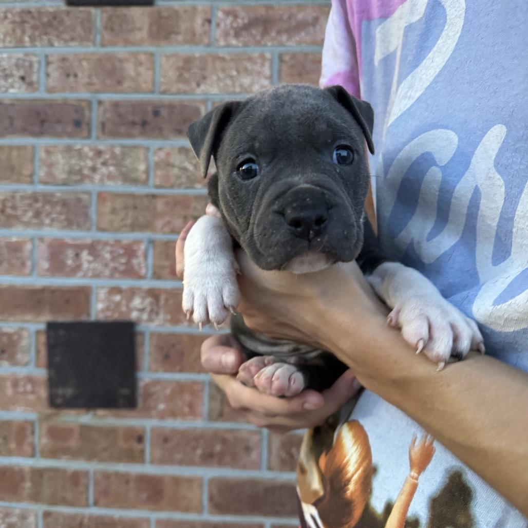 Tank, Adoptable, Puppy Male Boxer & Mixed Breed.