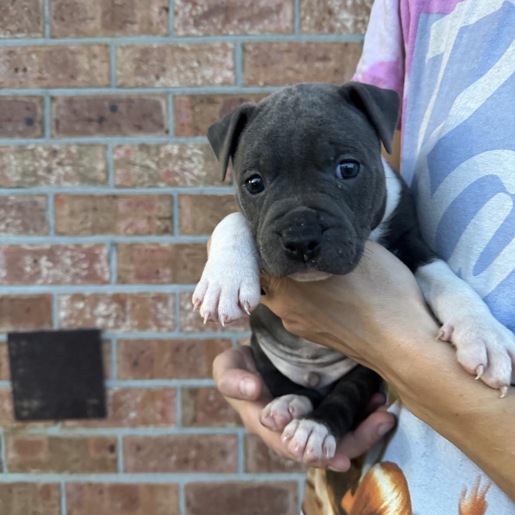 Tank, a Adoptable mixed breed in North Charleston, SC image 2/4