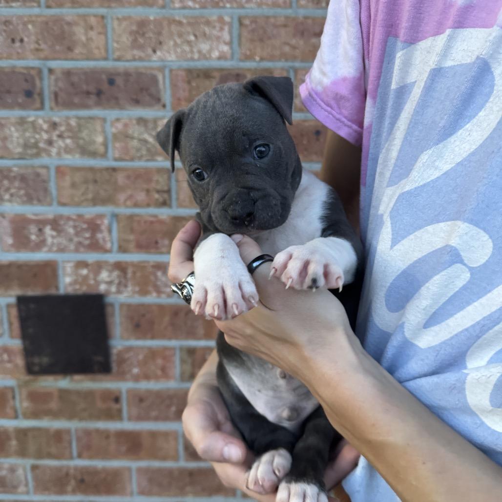 Tank, a Adoptable mixed breed in North Charleston, SC image 3/4