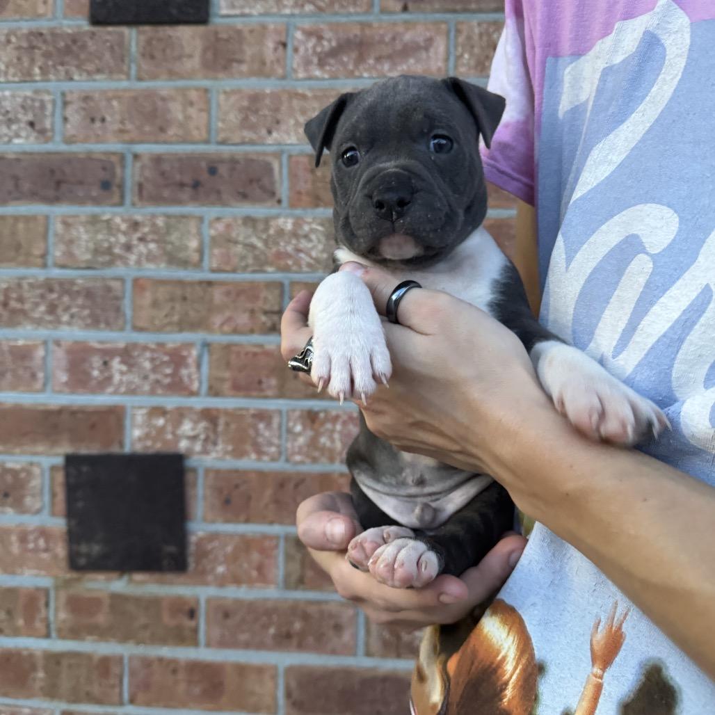 Tank, a Adoptable mixed breed in North Charleston, SC image 4/4