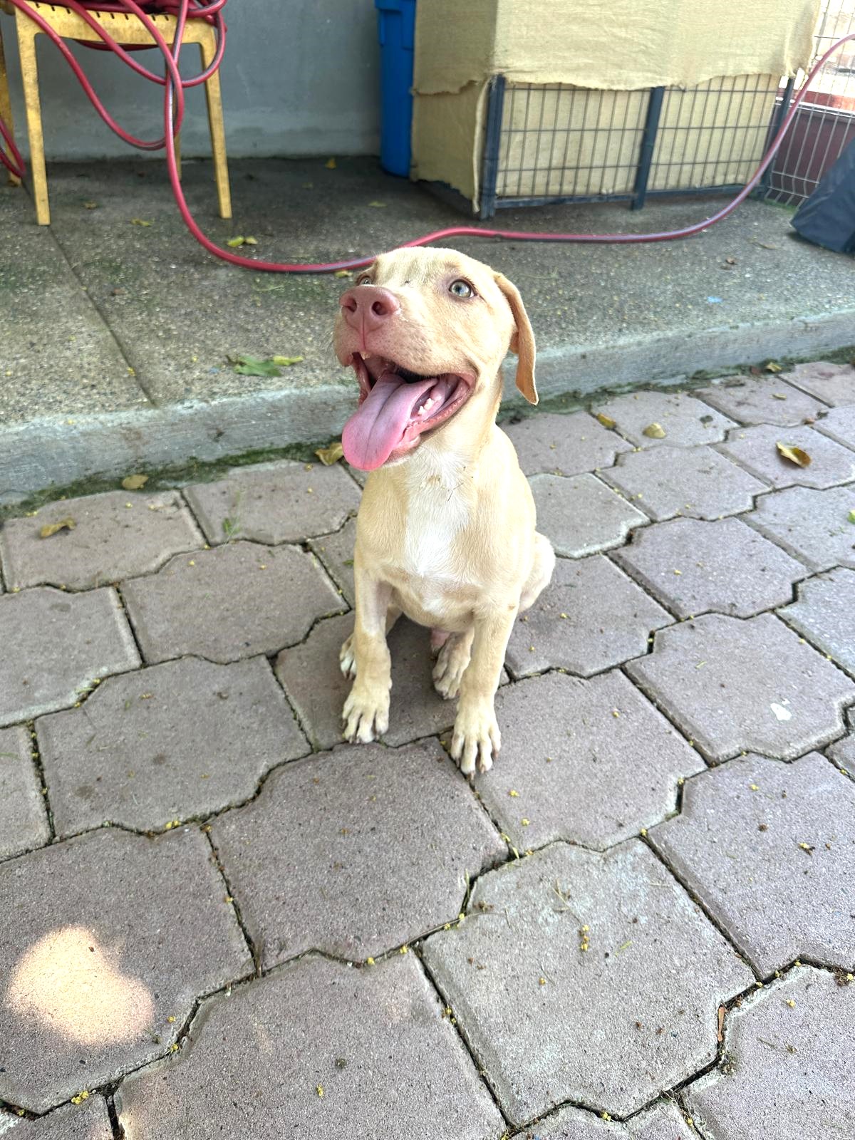 Dog for adoption Mars, a Mixed Breed in Los Angeles, CA Petfinder