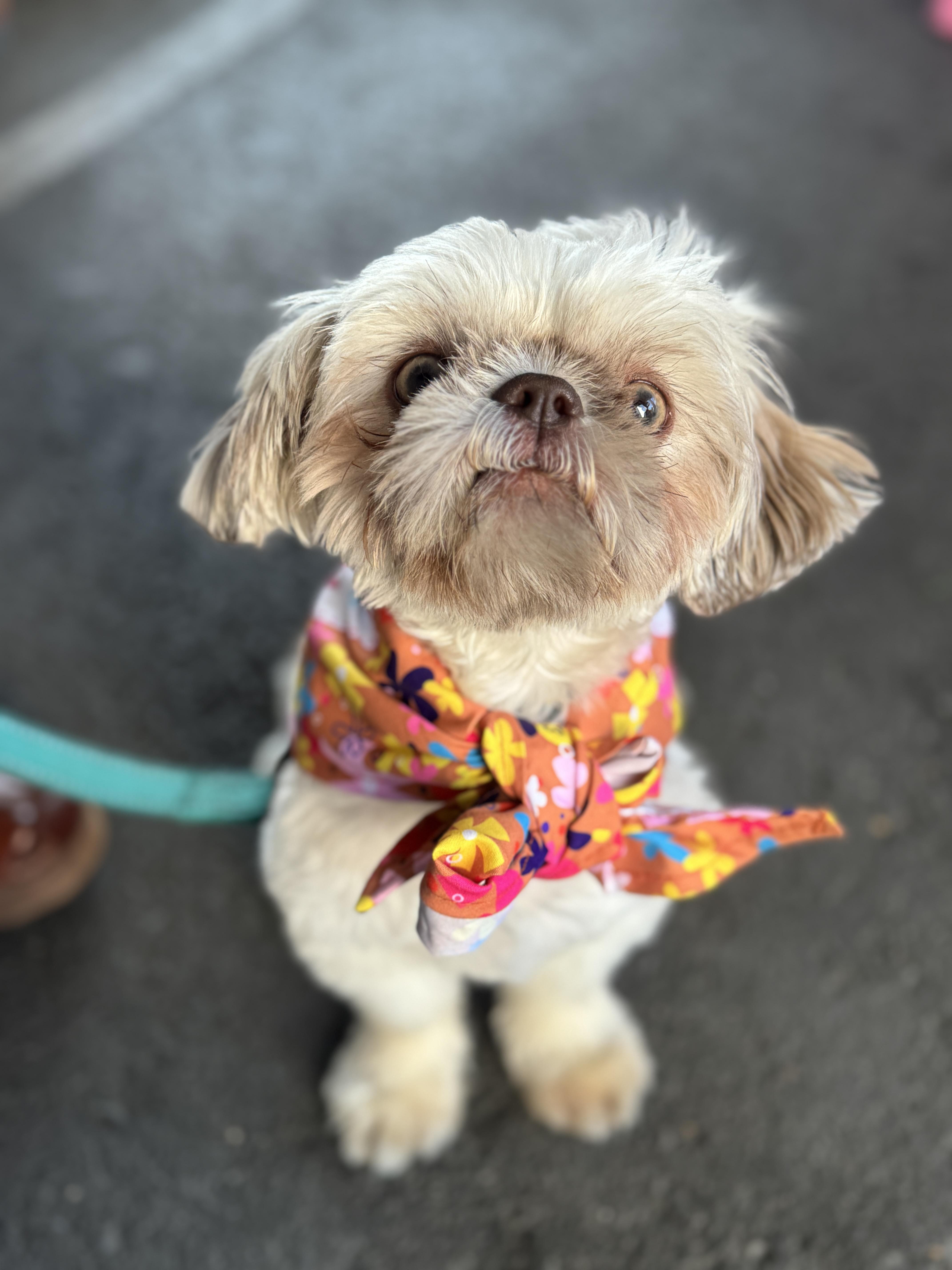 Enlarge Winston, a ADOPTABLE Shih Tzu in Beverly Hills, CA image 1/1