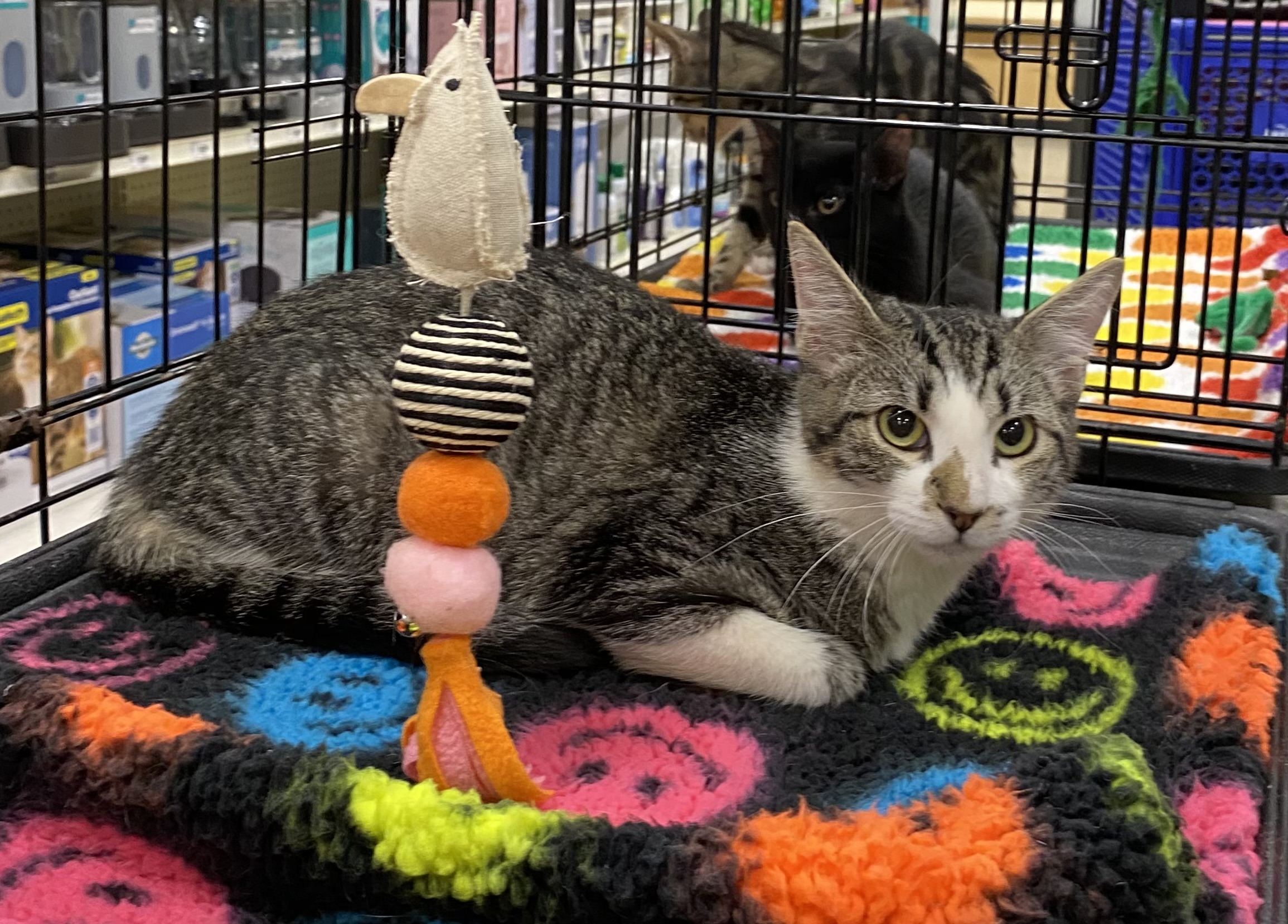 Michael - North Conroe Petsmart