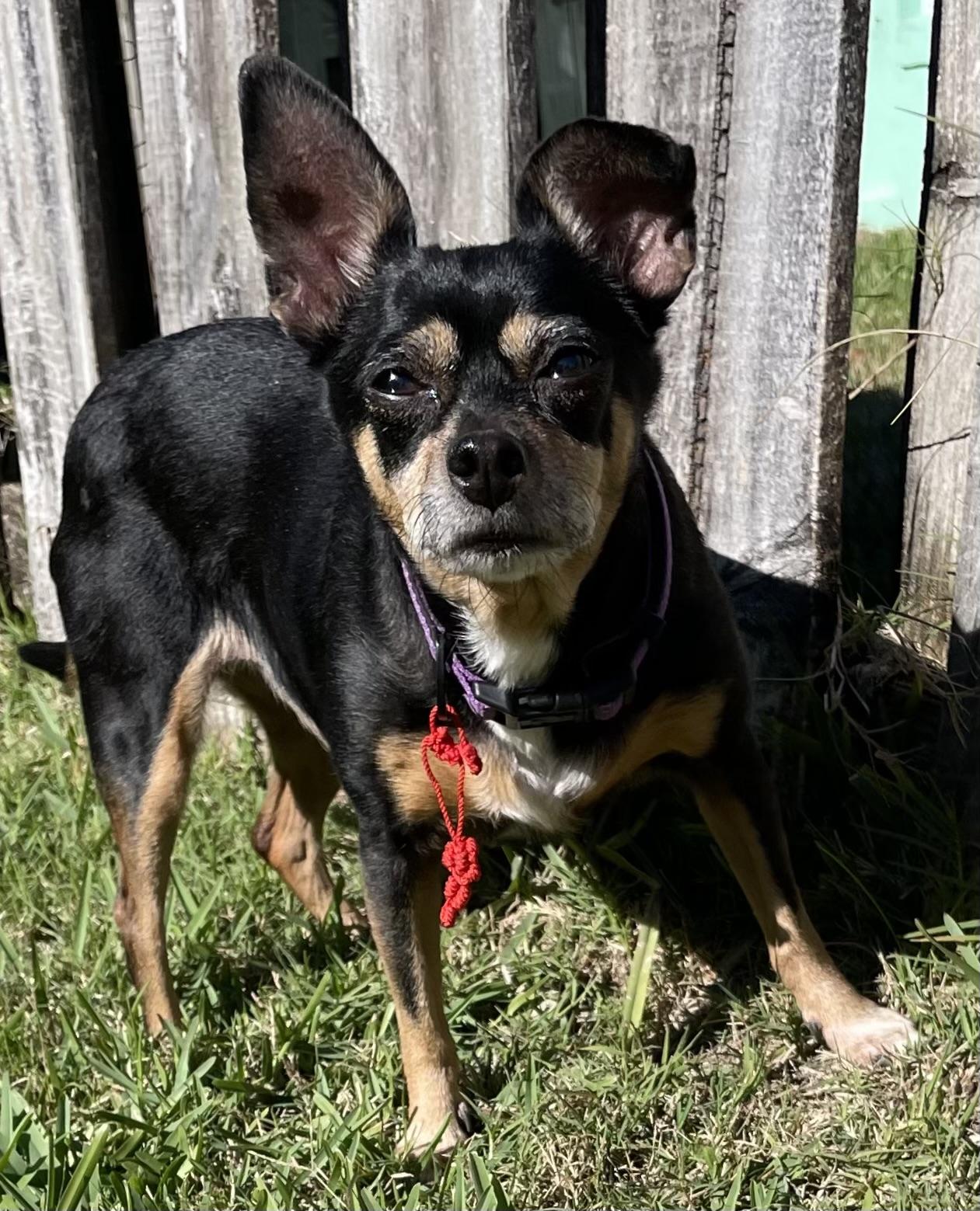 Enlarge Nana, an adopted Chihuahua in New Smyrna Beach, FL image 3/4