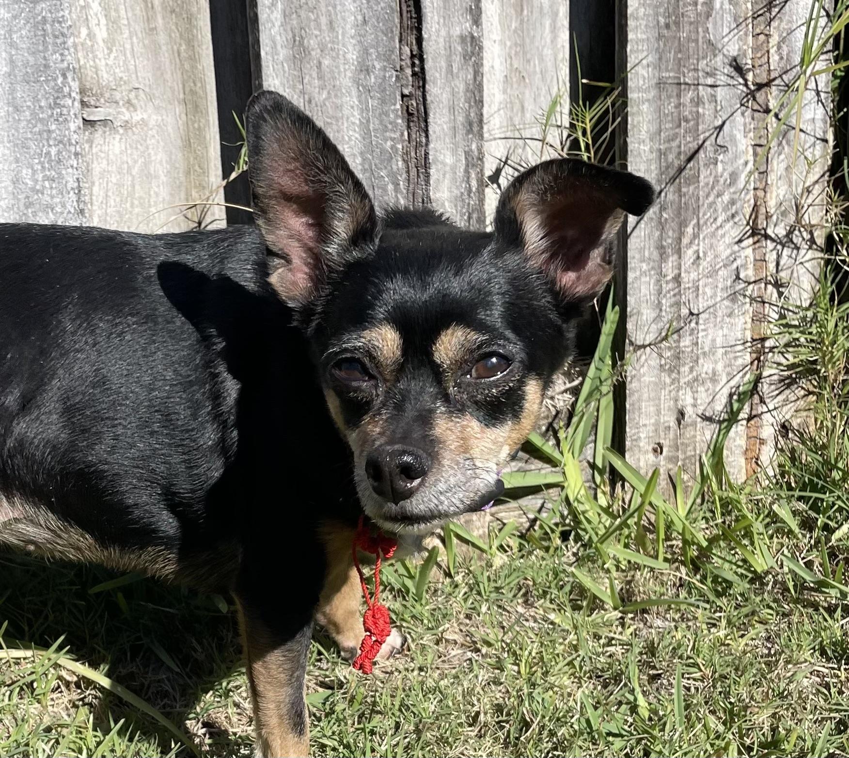 Enlarge Nana, an adopted Chihuahua in New Smyrna Beach, FL image 4/4