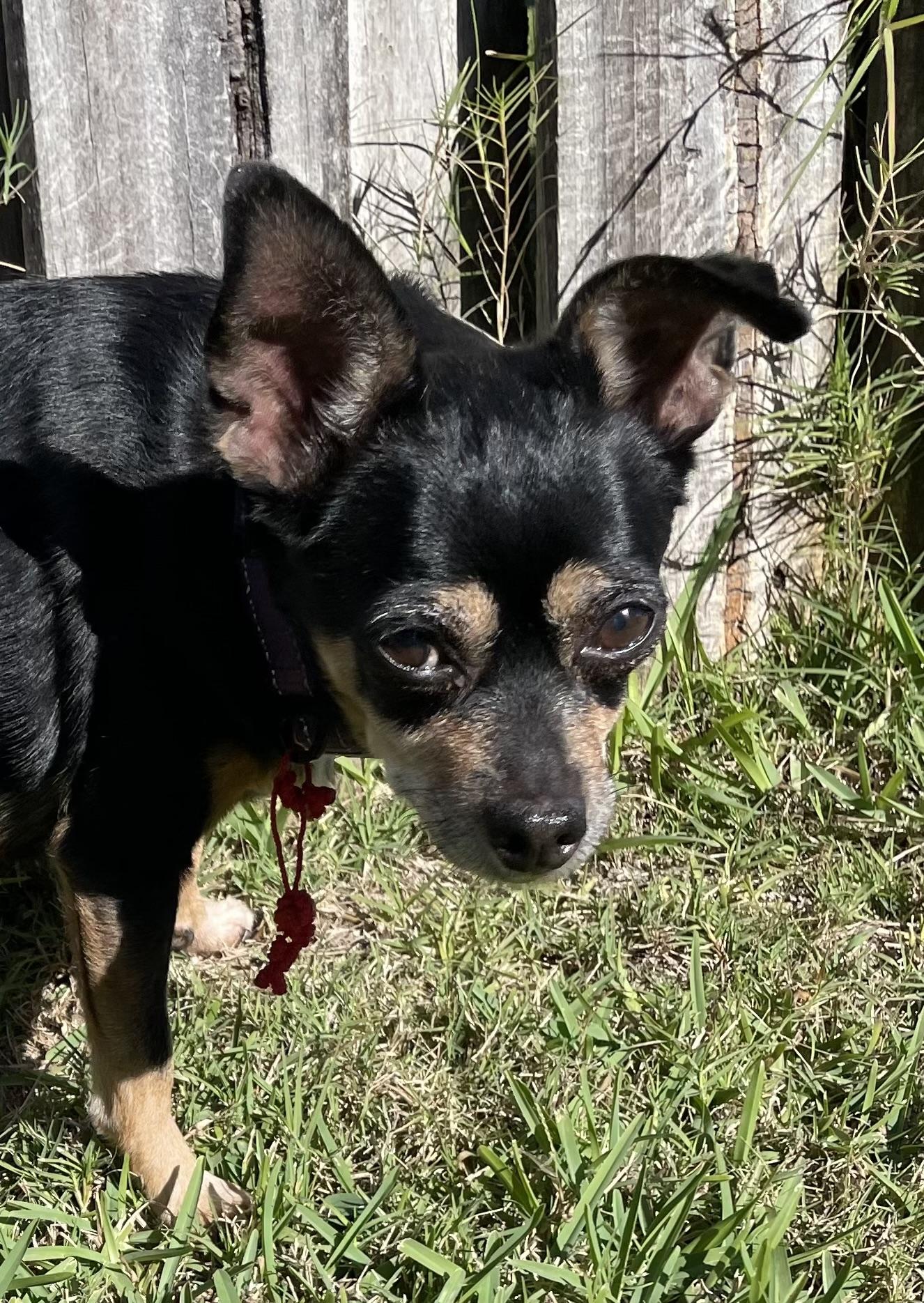 Nana, adopted, Adult Female Chihuahua.