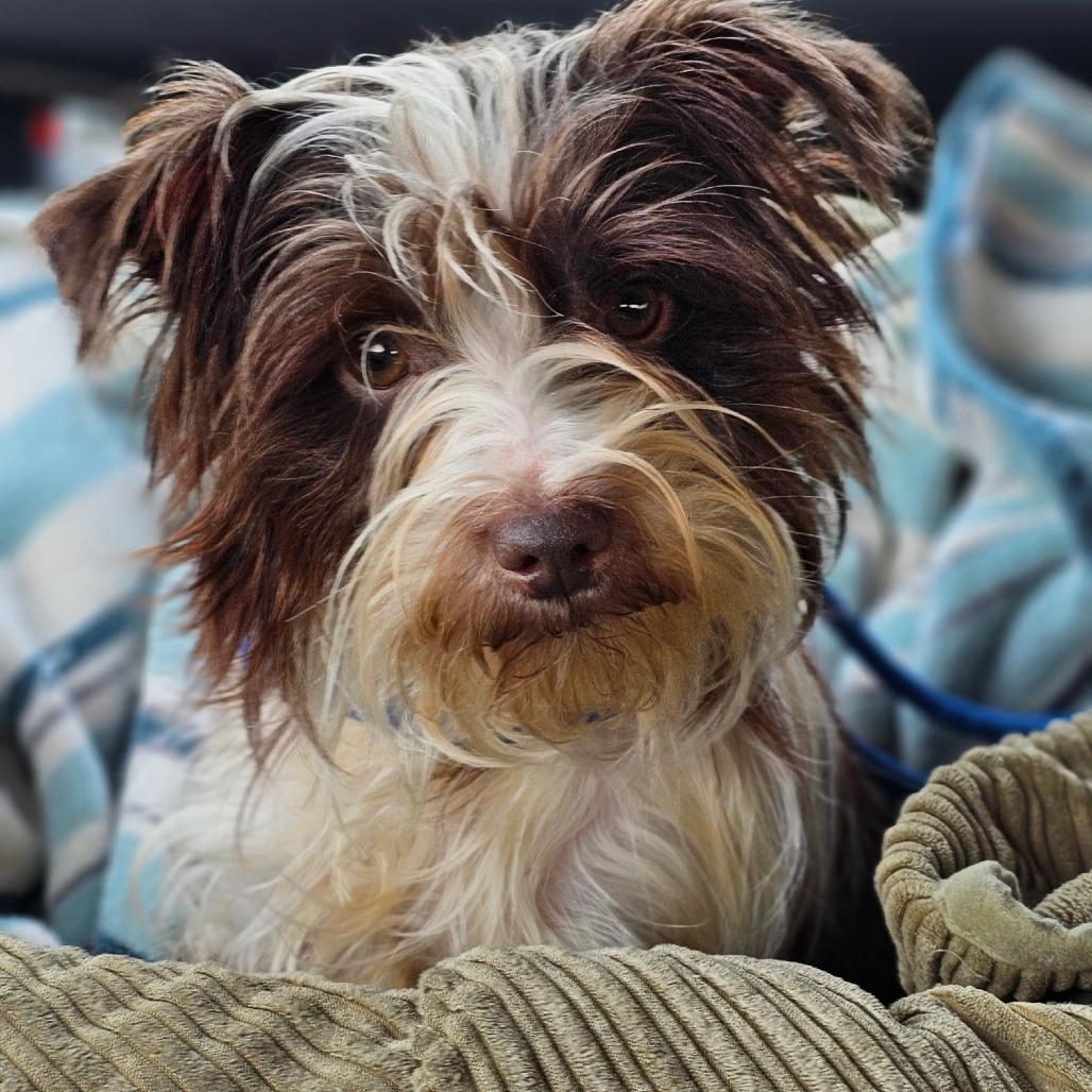 Toby, Adoptable, Adult Male Yorkshire Terrier & Mixed Breed.