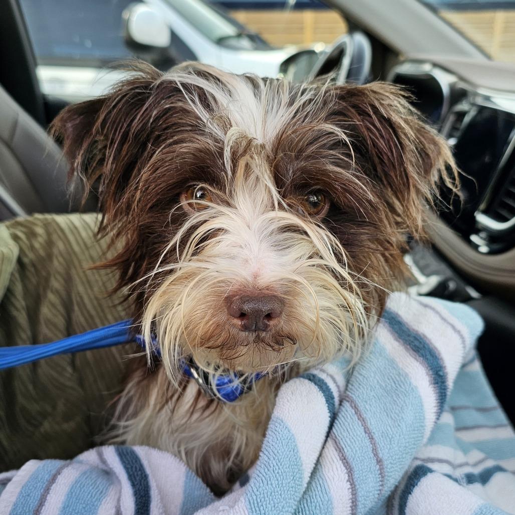 Enlarge Toby, a Adoptable mixed breed in Myrtle Beach, SC image 2/2