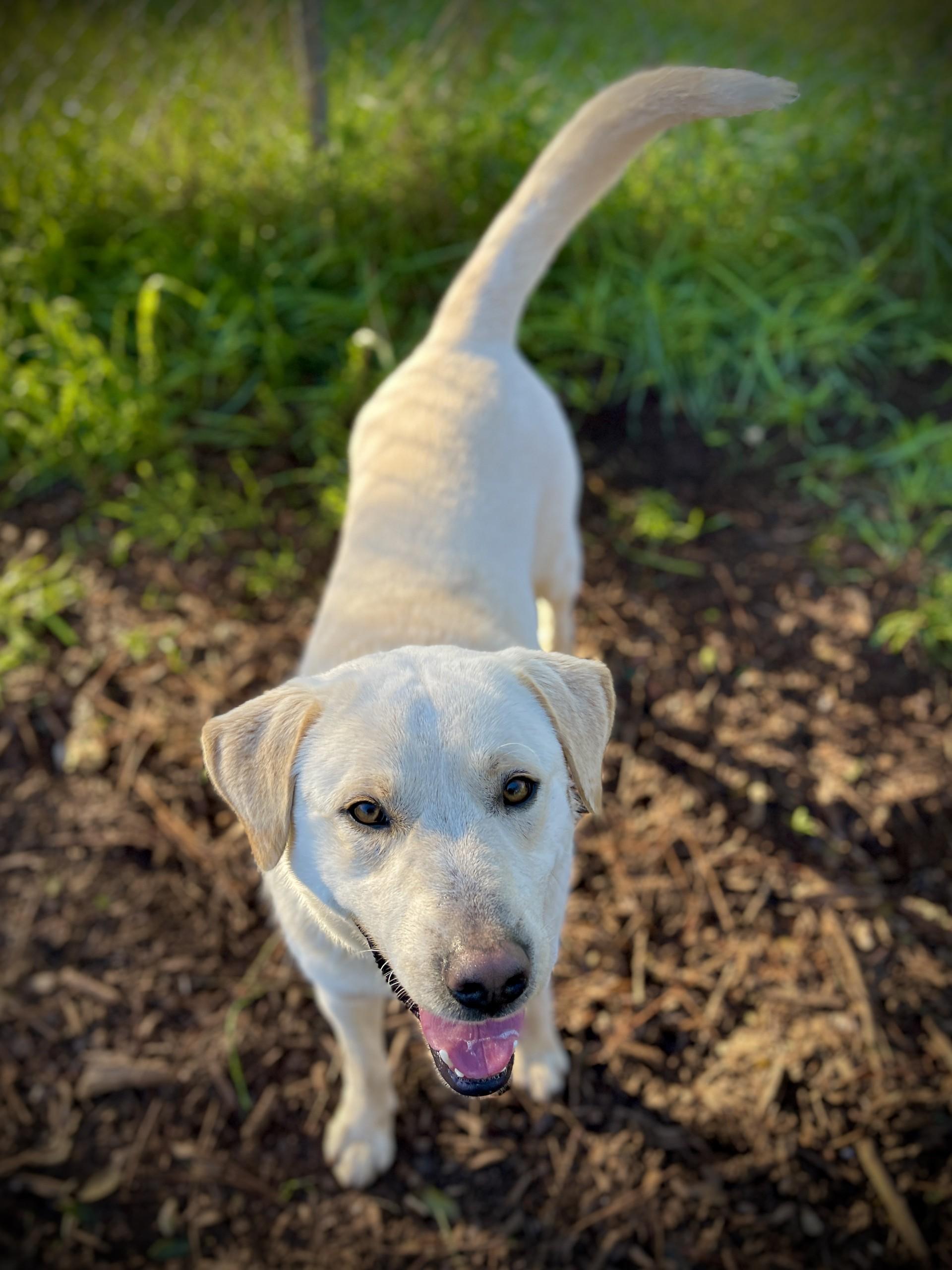 Enlarge Duke, a ADOPTABLE Labrador Retriever in San Andreas, CA image 3/4