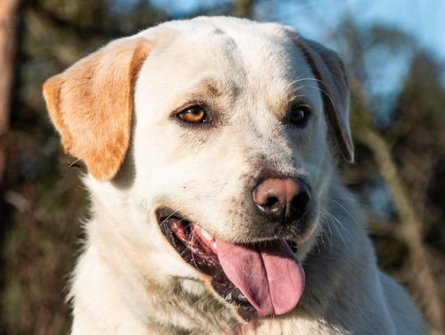 Duke, ADOPTABLE, Adult Male Labrador Retriever.