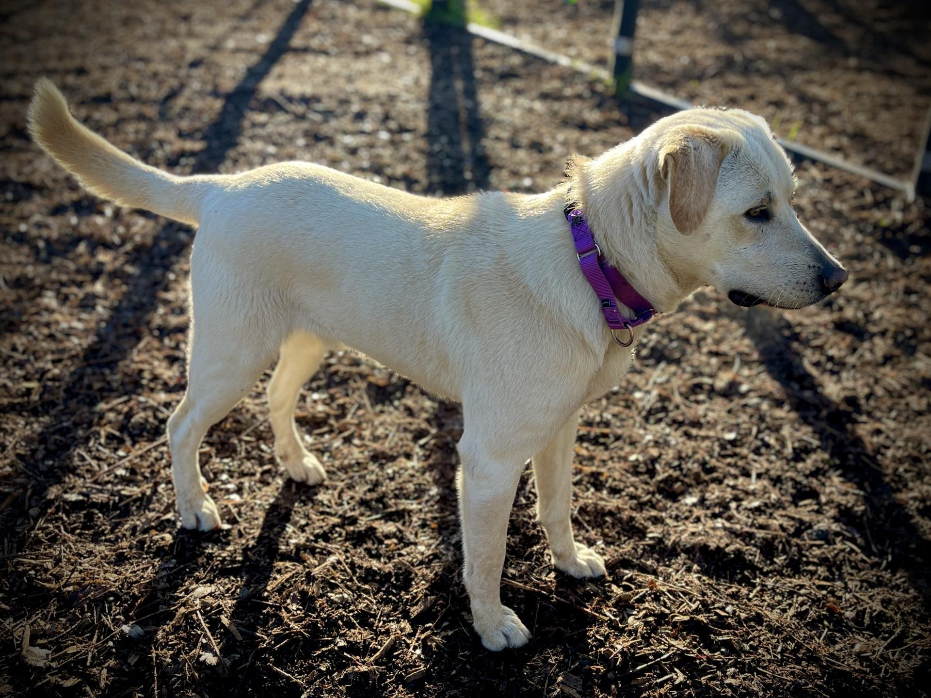 Enlarge Duke, a ADOPTABLE Labrador Retriever in San Andreas, CA image 2/4