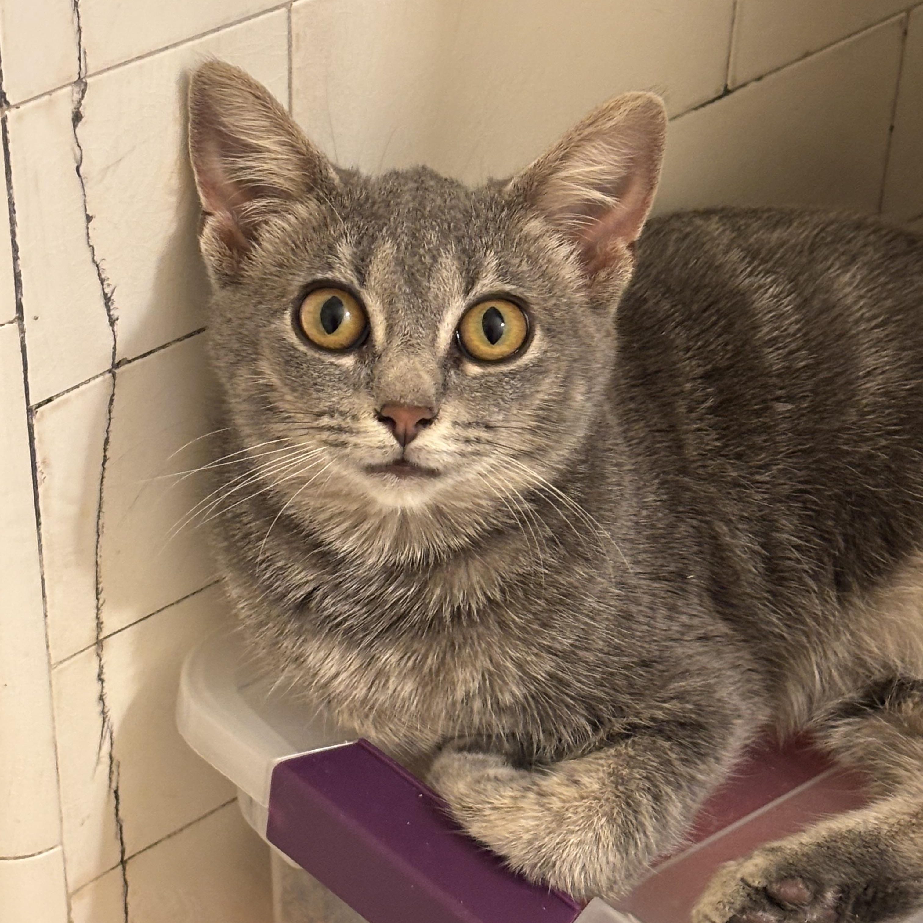 Enlarge Pizza Penny, a Adoptable Domestic Short Hair in Pittsburgh, PA image 5/5