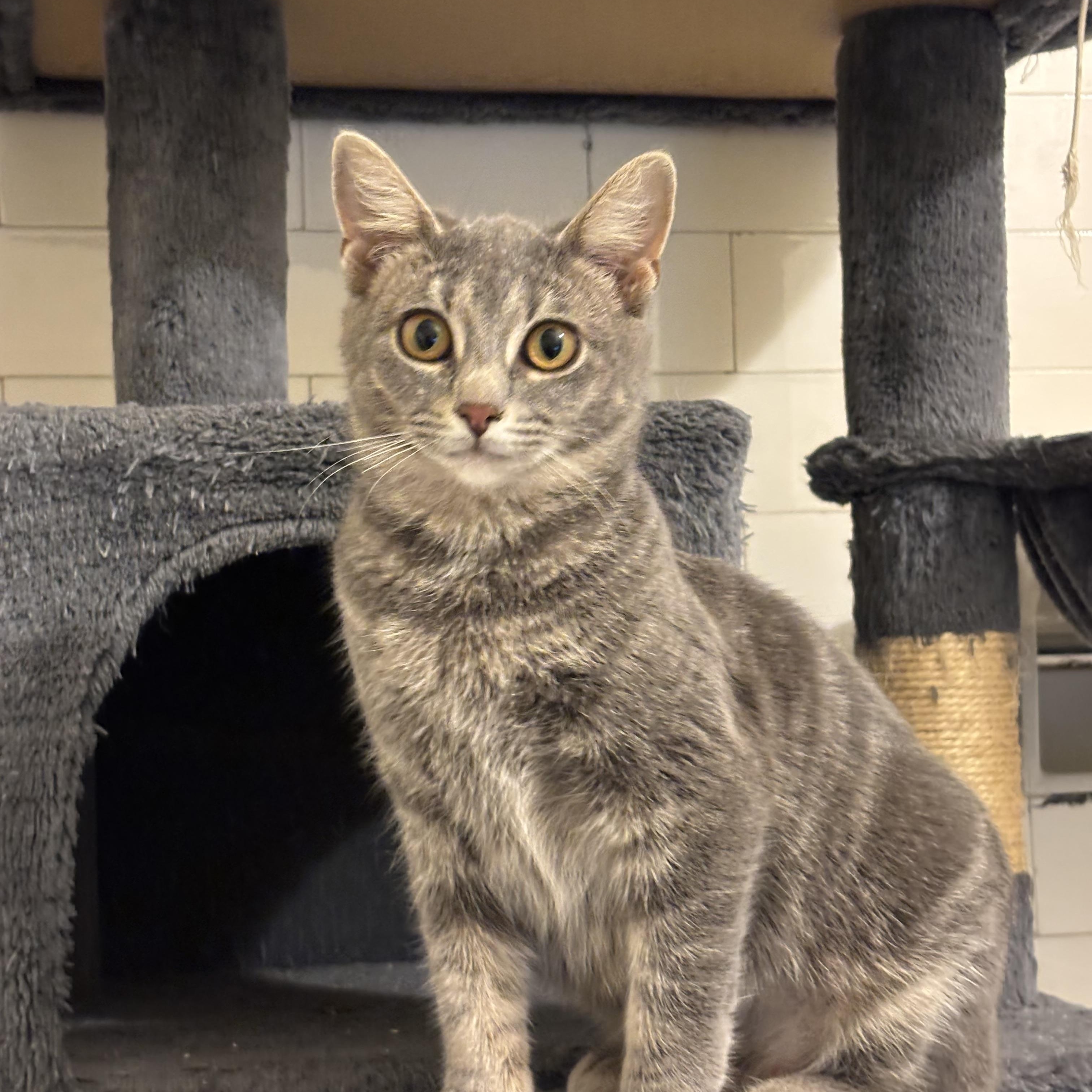 Pizza Penny, Adoptable, Kitten Female Domestic Short Hair.