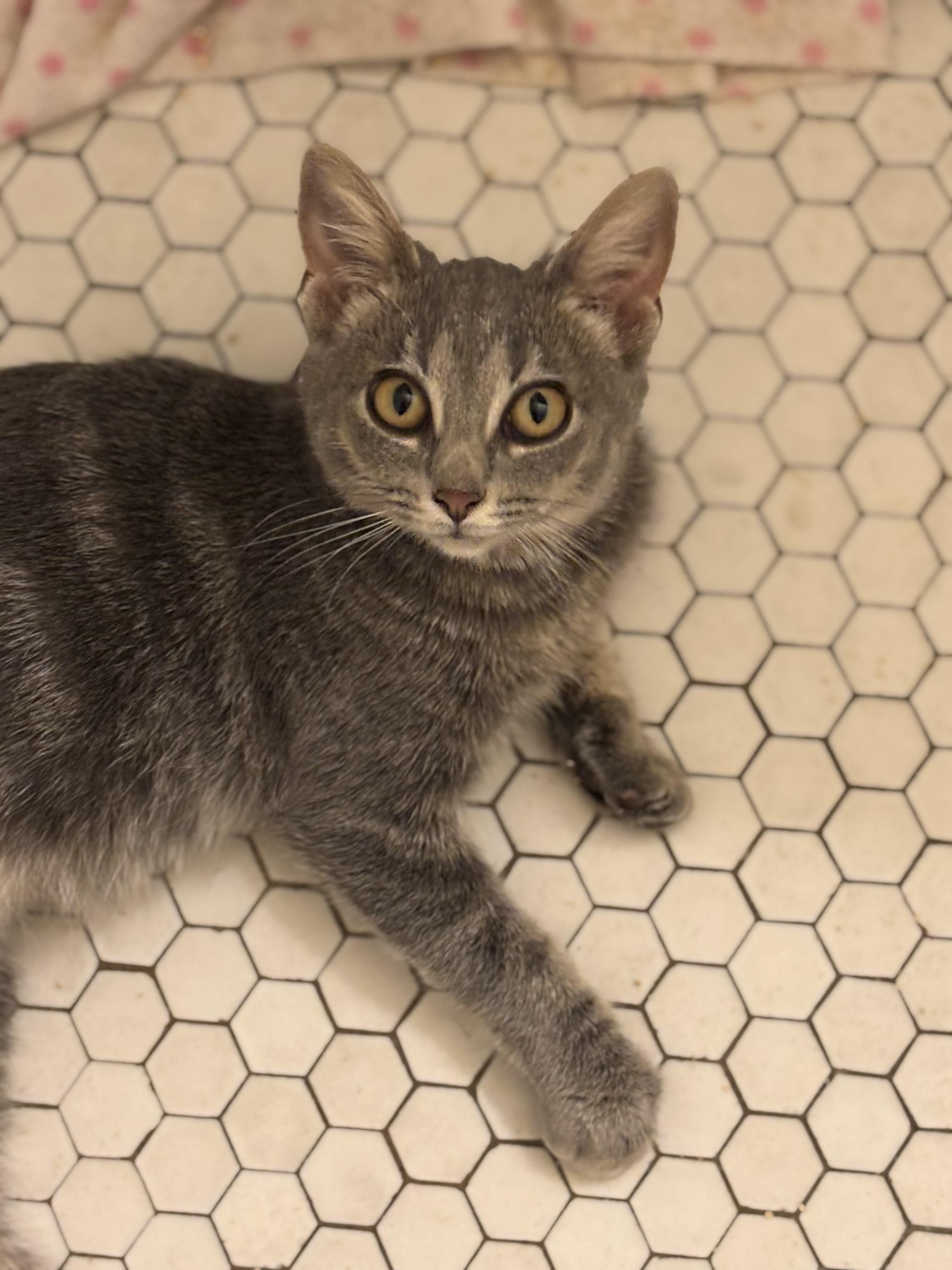 Enlarge Pizza Penny, a Adoptable Domestic Short Hair in Pittsburgh, PA image 4/5