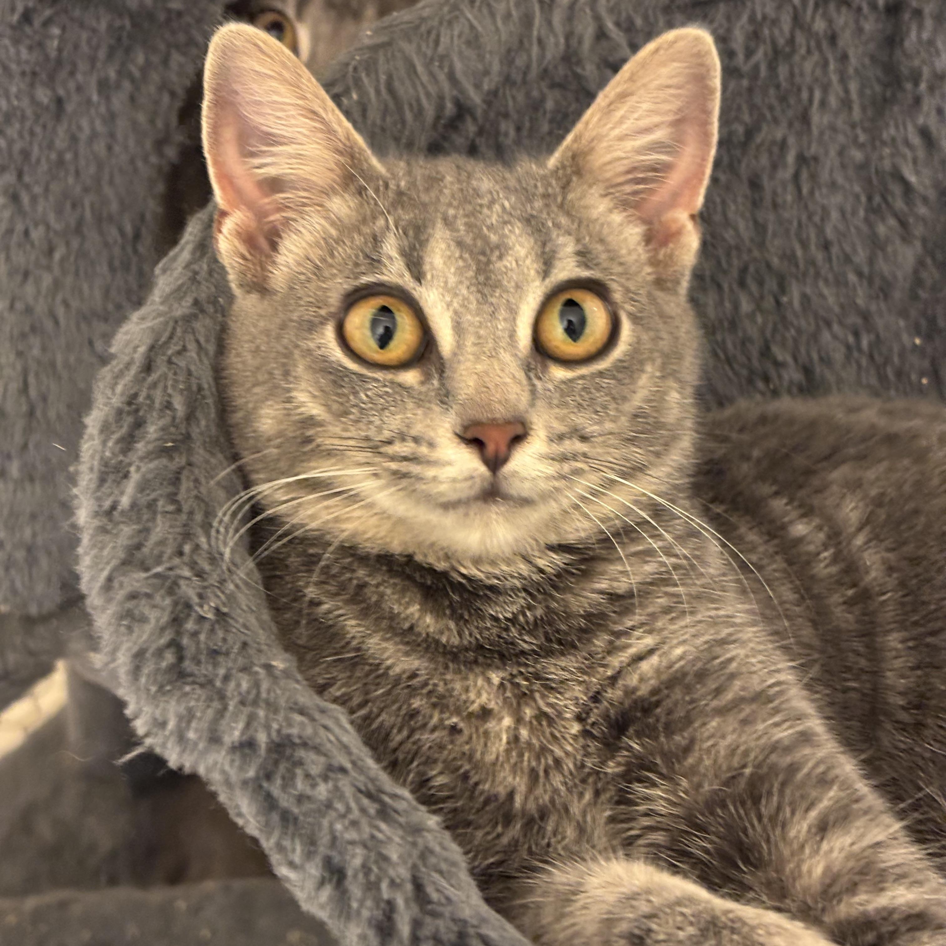Enlarge Pizza Penny, a Adoptable Domestic Short Hair in Pittsburgh, PA image 2/5