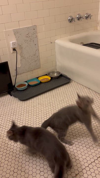 Enlarge Pizza Penny, a Adoptable Domestic Short Hair in Pittsburgh, PA video 3/5