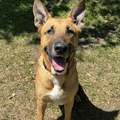 BRAVO, adoptable, Adult Male Mixed Breed.