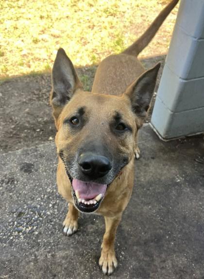 Enlarge BRAVO, an adoptable Mixed Breed in Fernandina Beach, FL image 2/3