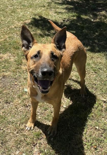 Enlarge BRAVO, an adoptable Mixed Breed in Fernandina Beach, FL image 3/3