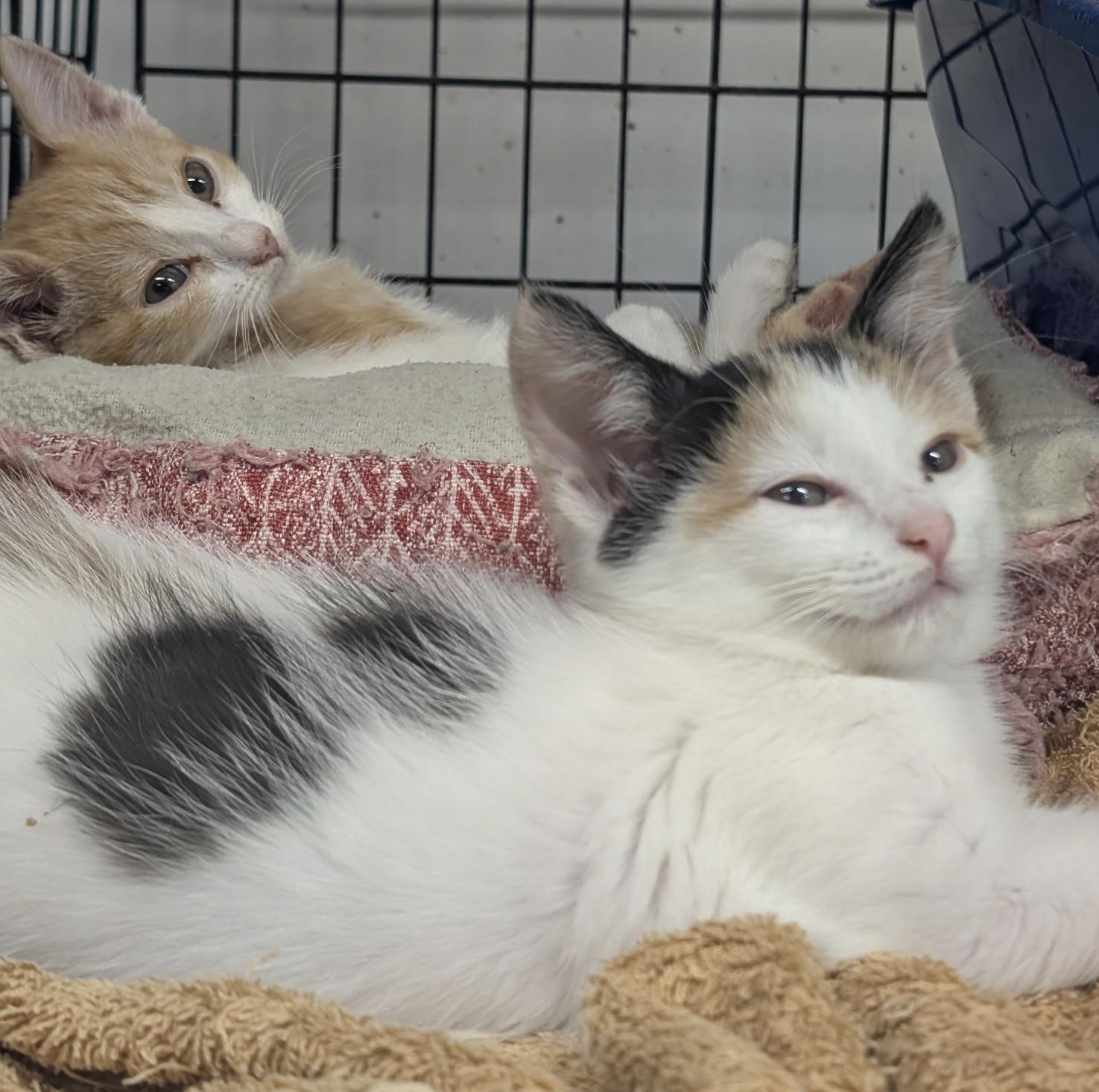 Cruiser, Adoptable, Young Female Calico.