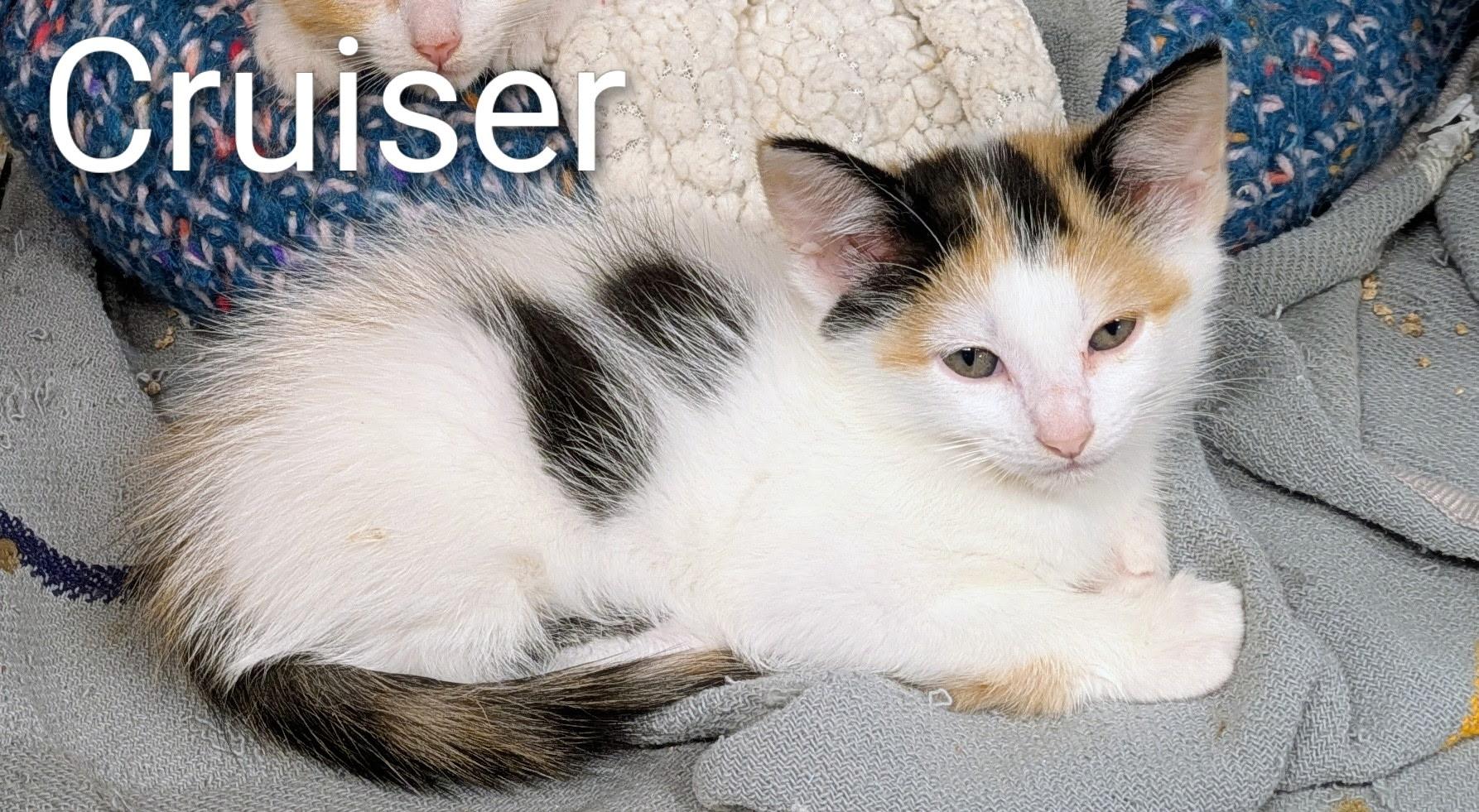 Enlarge Cruiser, a Adoptable Calico in Mears, MI image 2/2