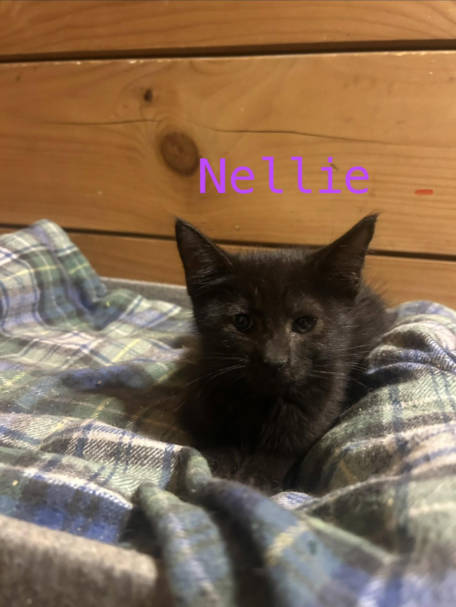 Enlarge Nellie, a Adoptable Domestic Short Hair in Absecon, NJ image 1/2
