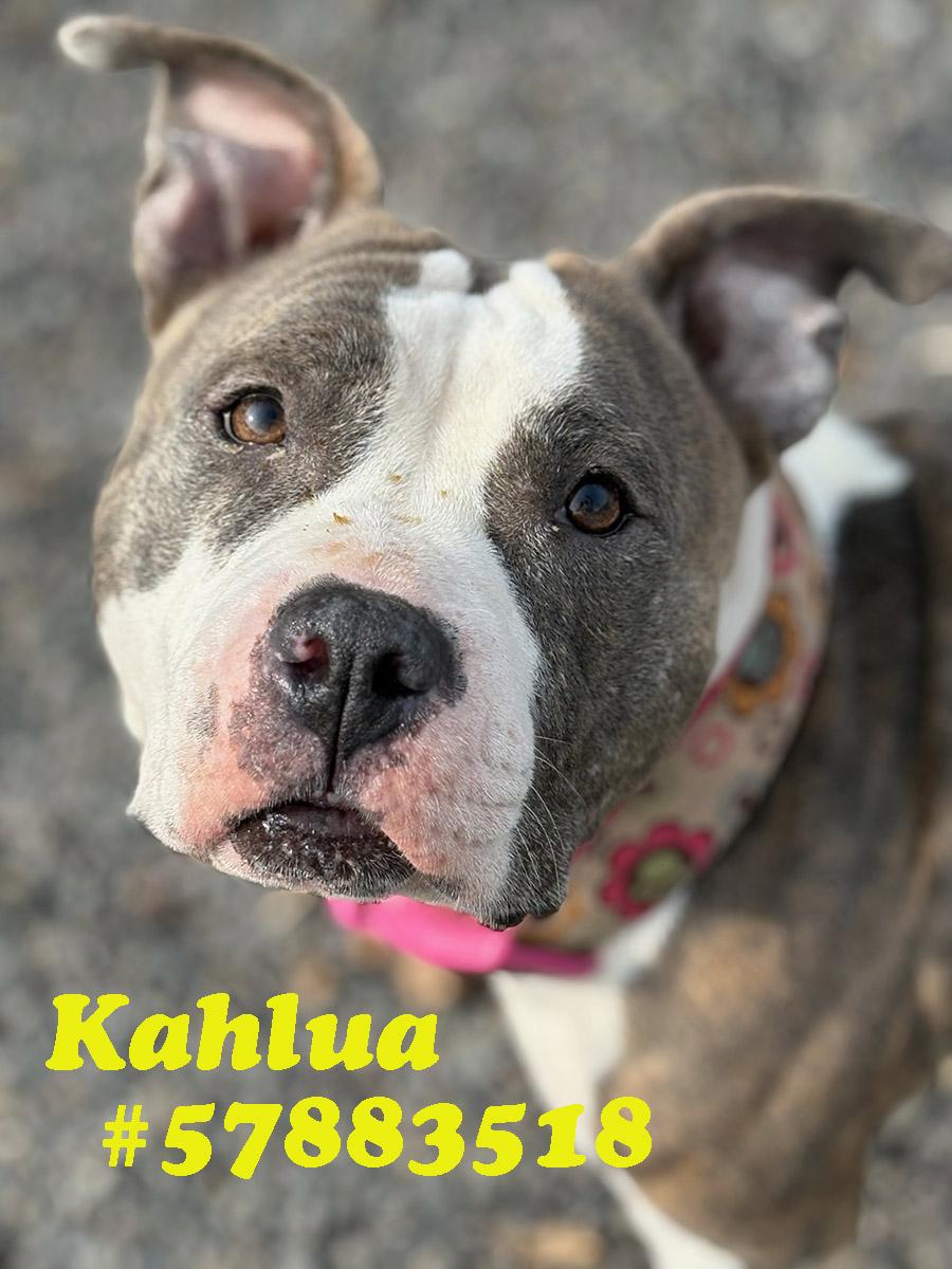 Kahlua