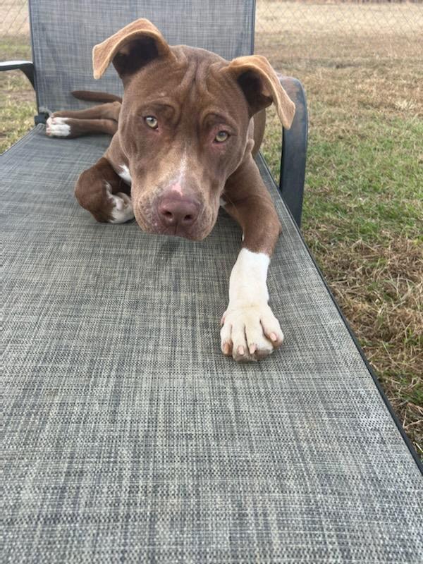 Wilson, a Adoptable American Bulldog in Eastman, GA image 1/2