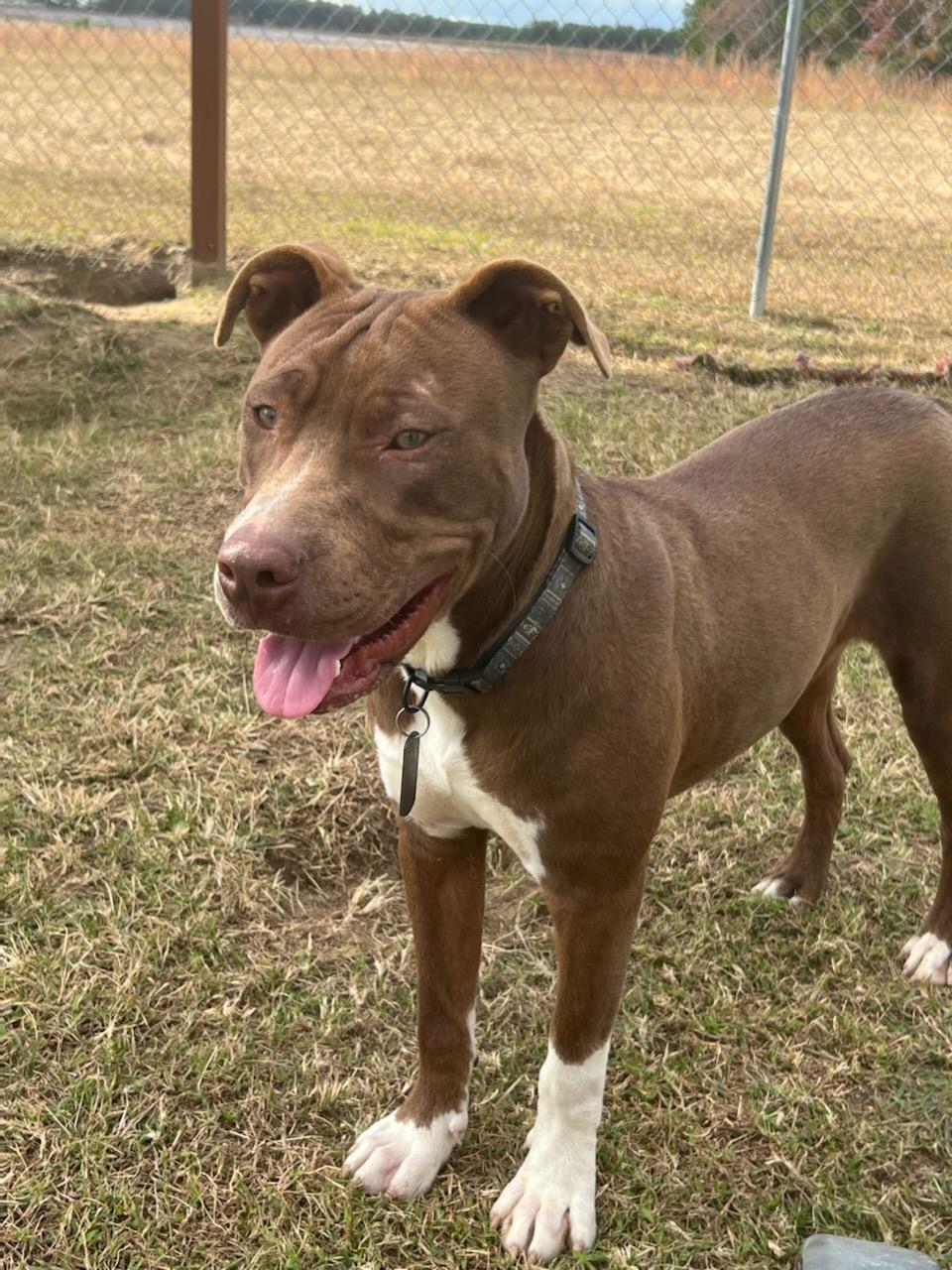 Wilson, a Adoptable American Bulldog in Eastman, GA image 2/2