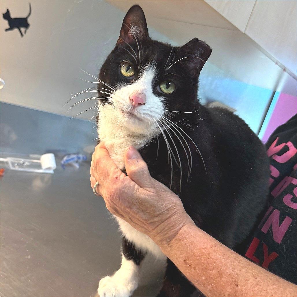 Soda Pop, Adoptable, Adult Male Domestic Short Hair.