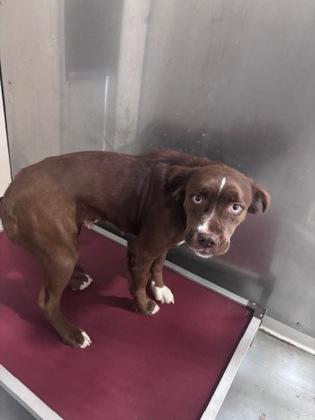 Enlarge Kira, a Adoptable mixed breed in Violet, LA image 1/1