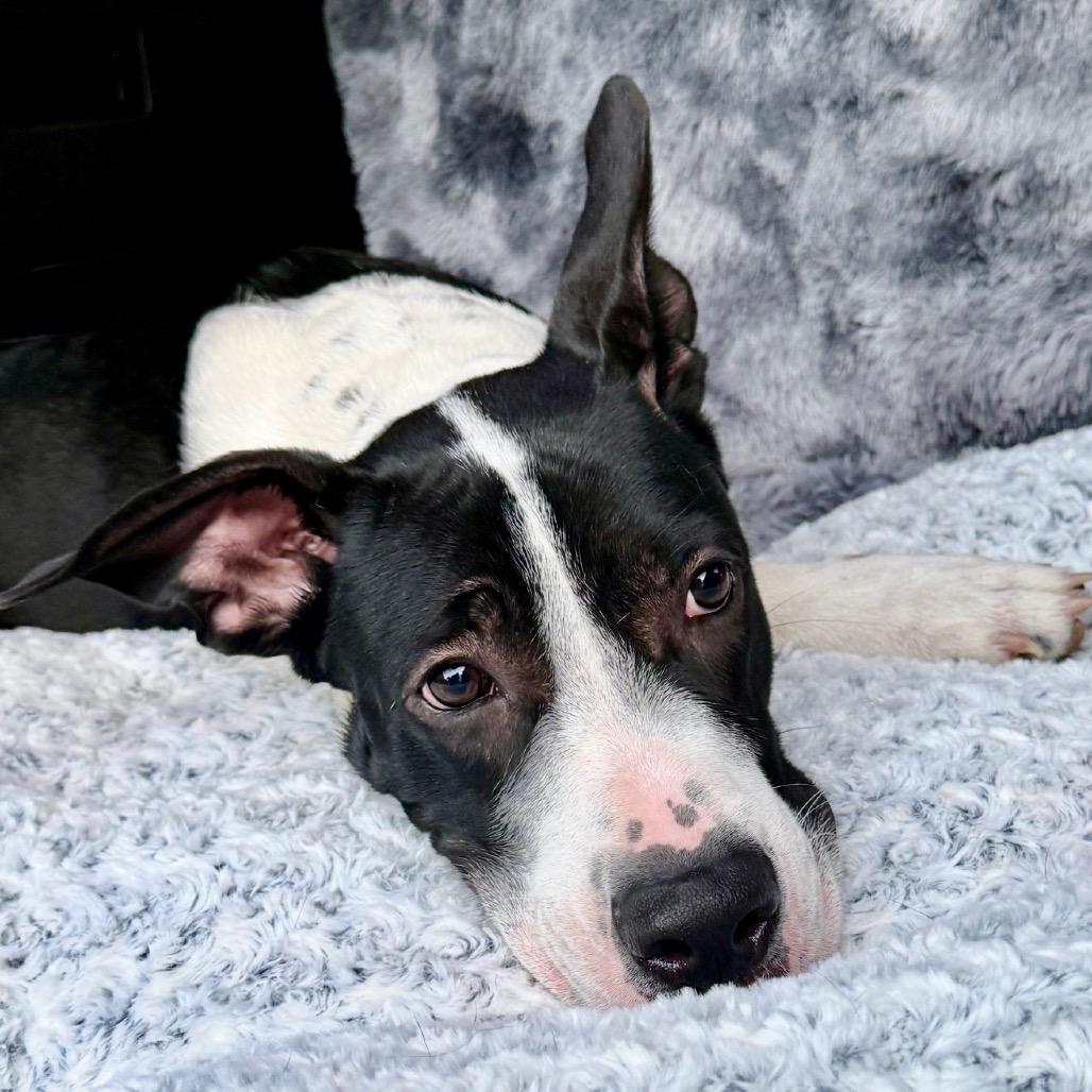 Isla 26-02-104, Adoptable, Young Female Great Dane.