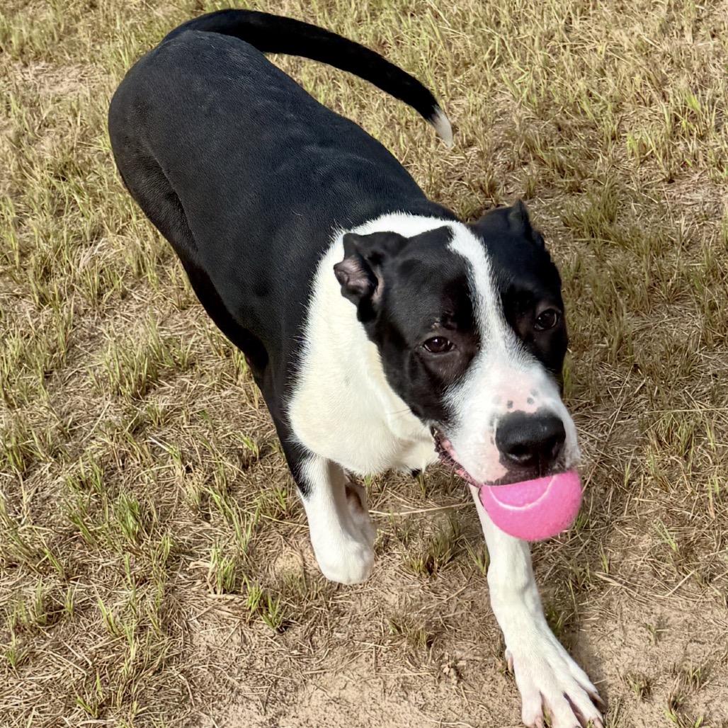 Enlarge Isla 26-02-104, a Adoptable Great Dane in Bastrop, TX image 2/6