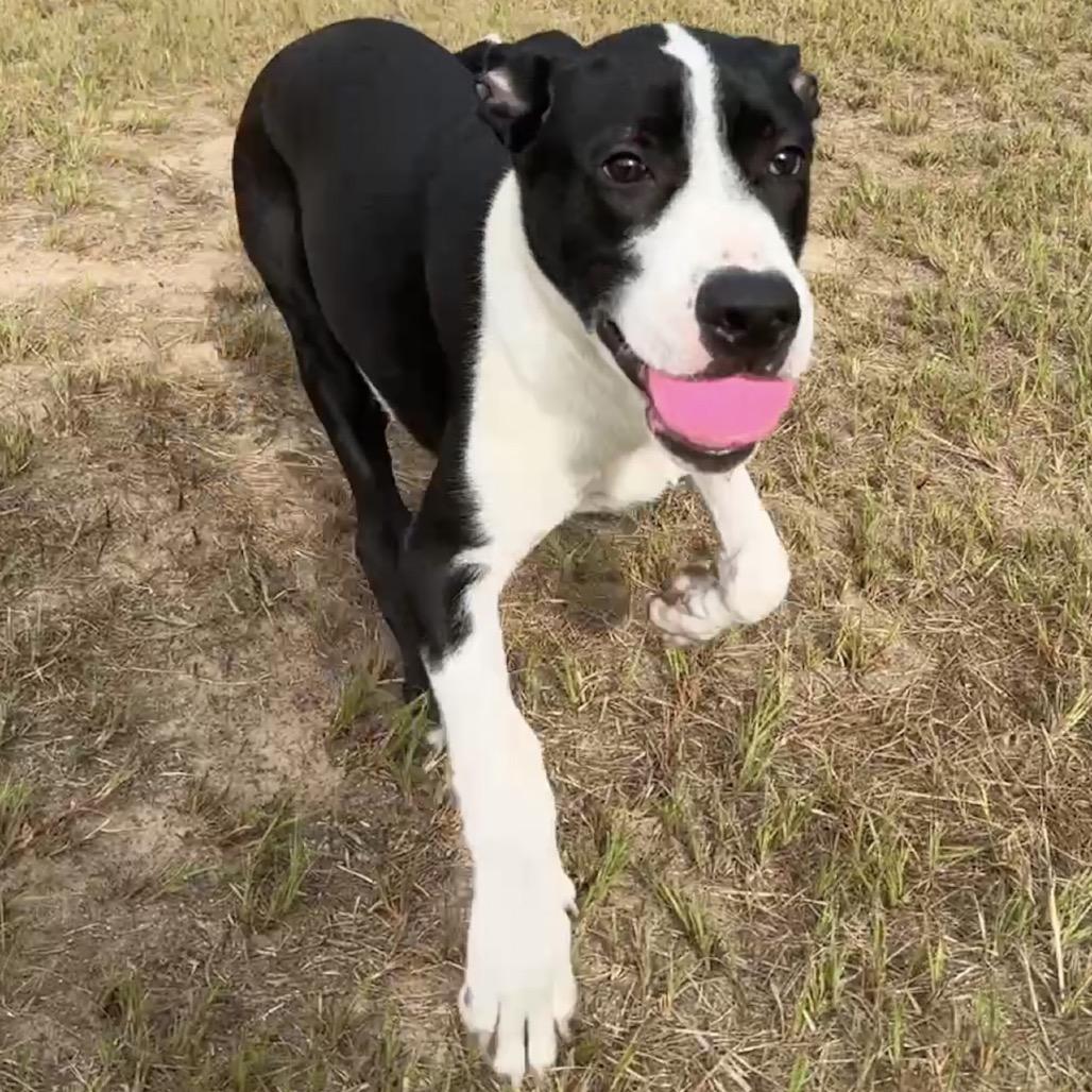 Enlarge Isla 26-02-104, a Adoptable Great Dane in Bastrop, TX image 3/6