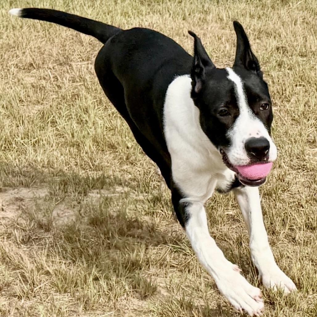 Enlarge Isla 26-02-104, a Adoptable Great Dane in Bastrop, TX image 4/6