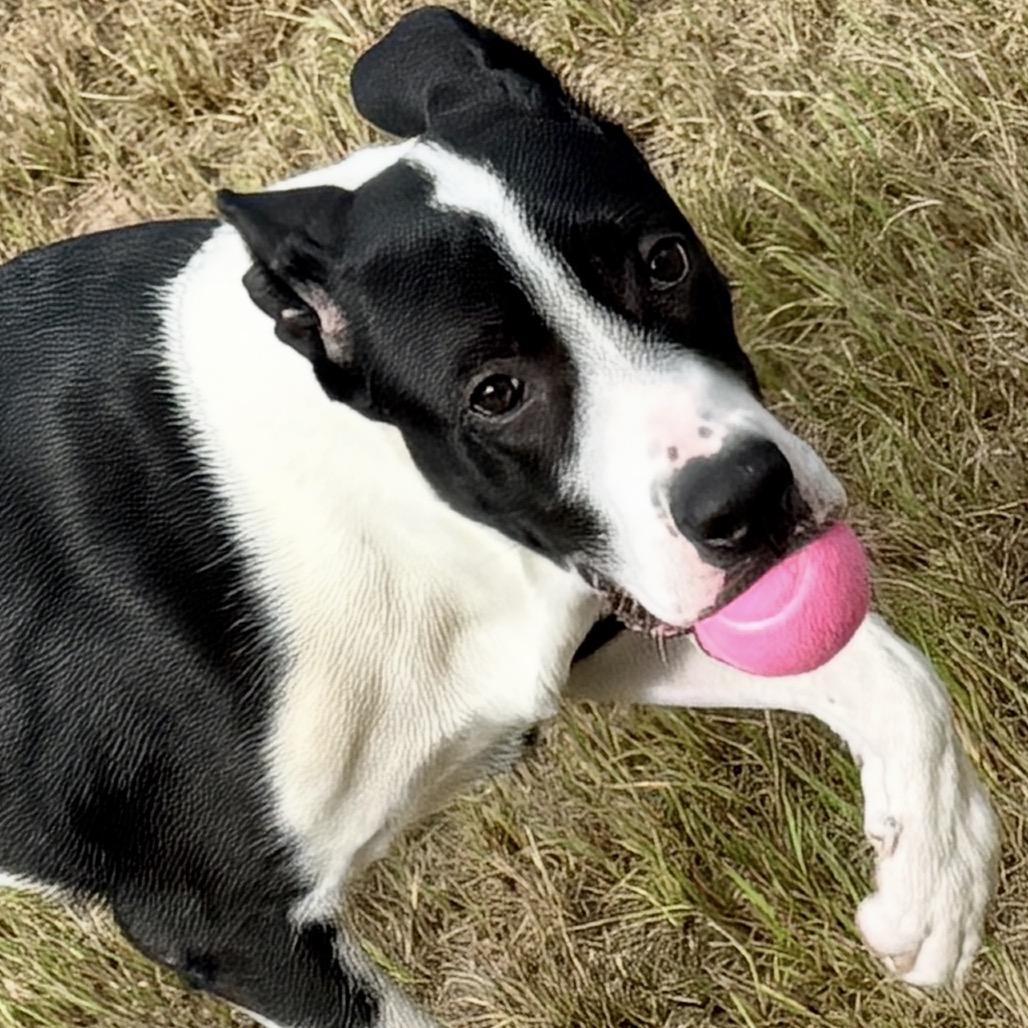Enlarge Isla 26-02-104, a Adoptable Great Dane in Bastrop, TX image 6/6