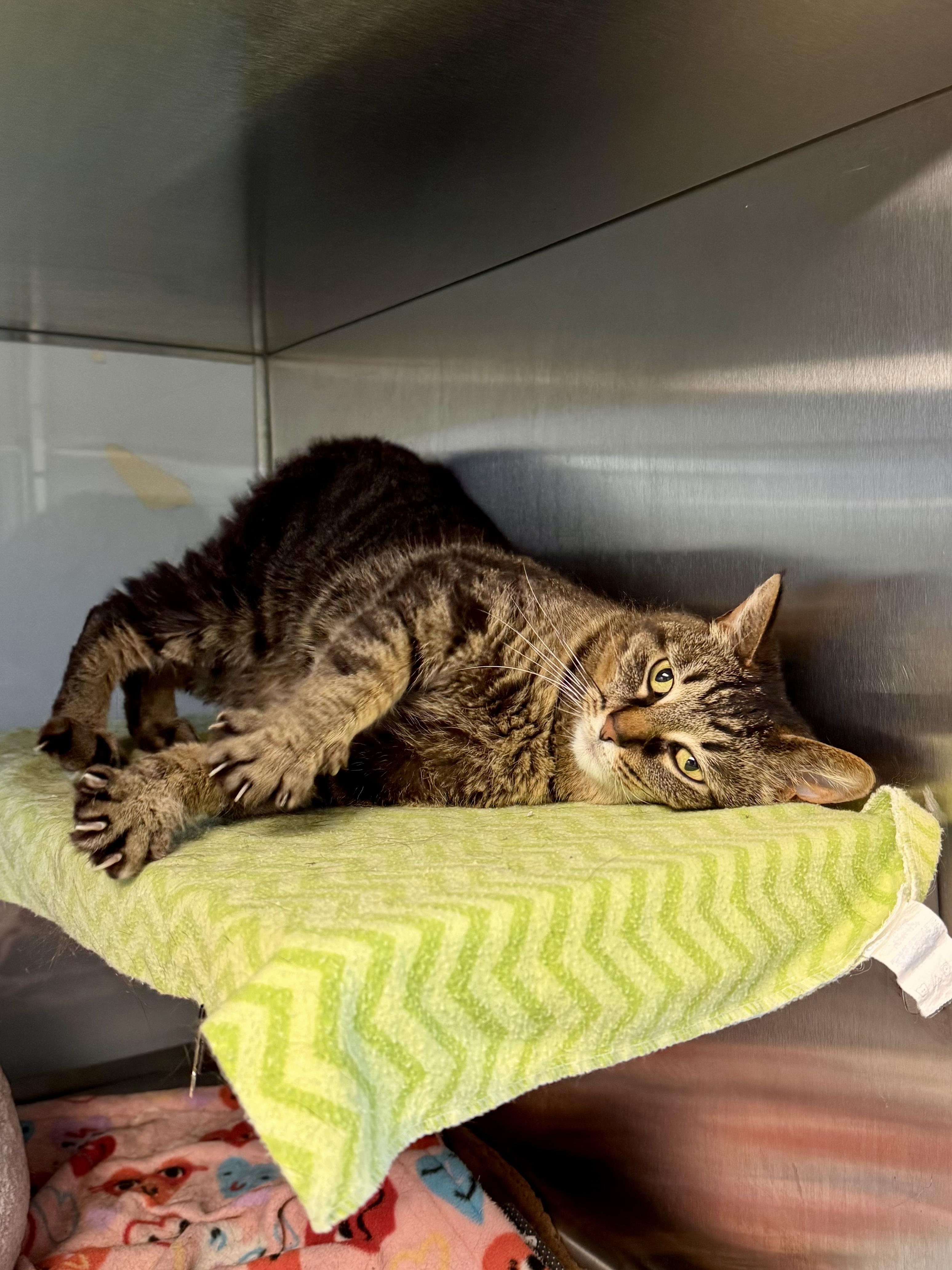 Enlarge Indie, a ADOPTABLE Domestic Short Hair in Midland, MI image 4/4