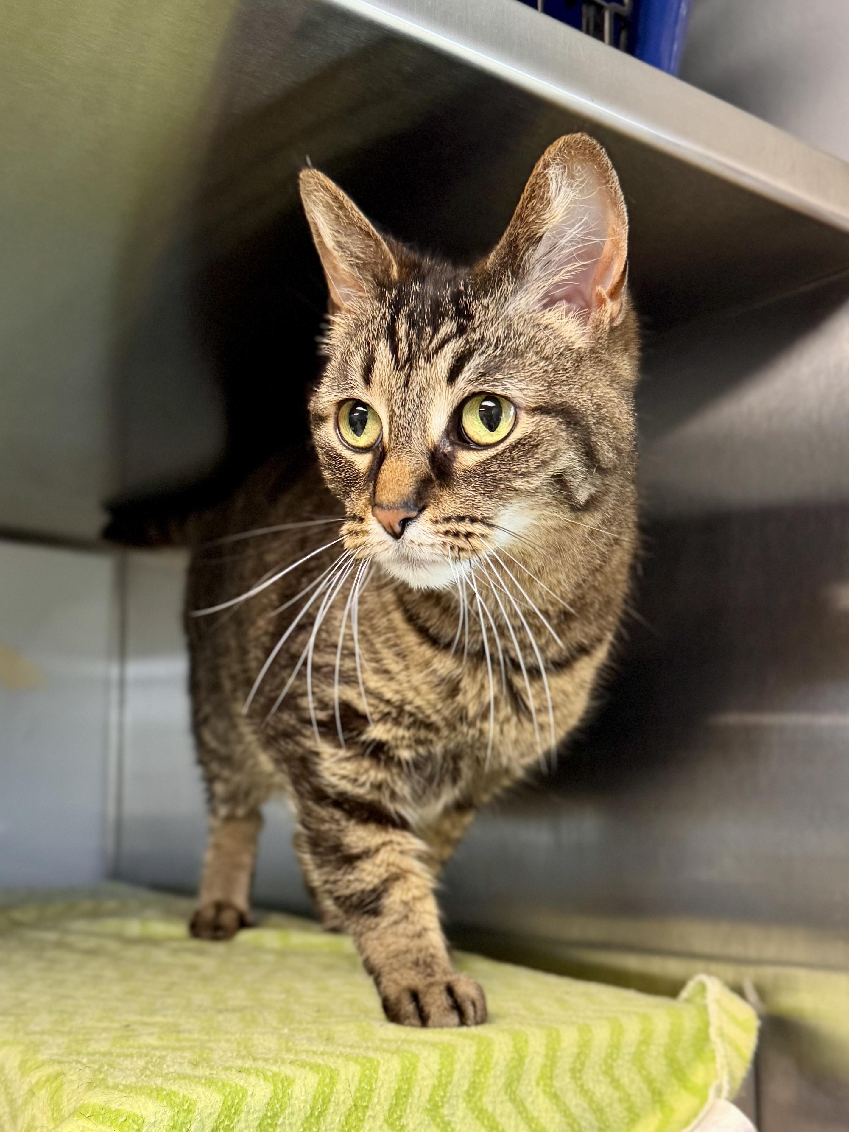 Enlarge Indie, a ADOPTABLE Domestic Short Hair in Midland, MI image 2/4