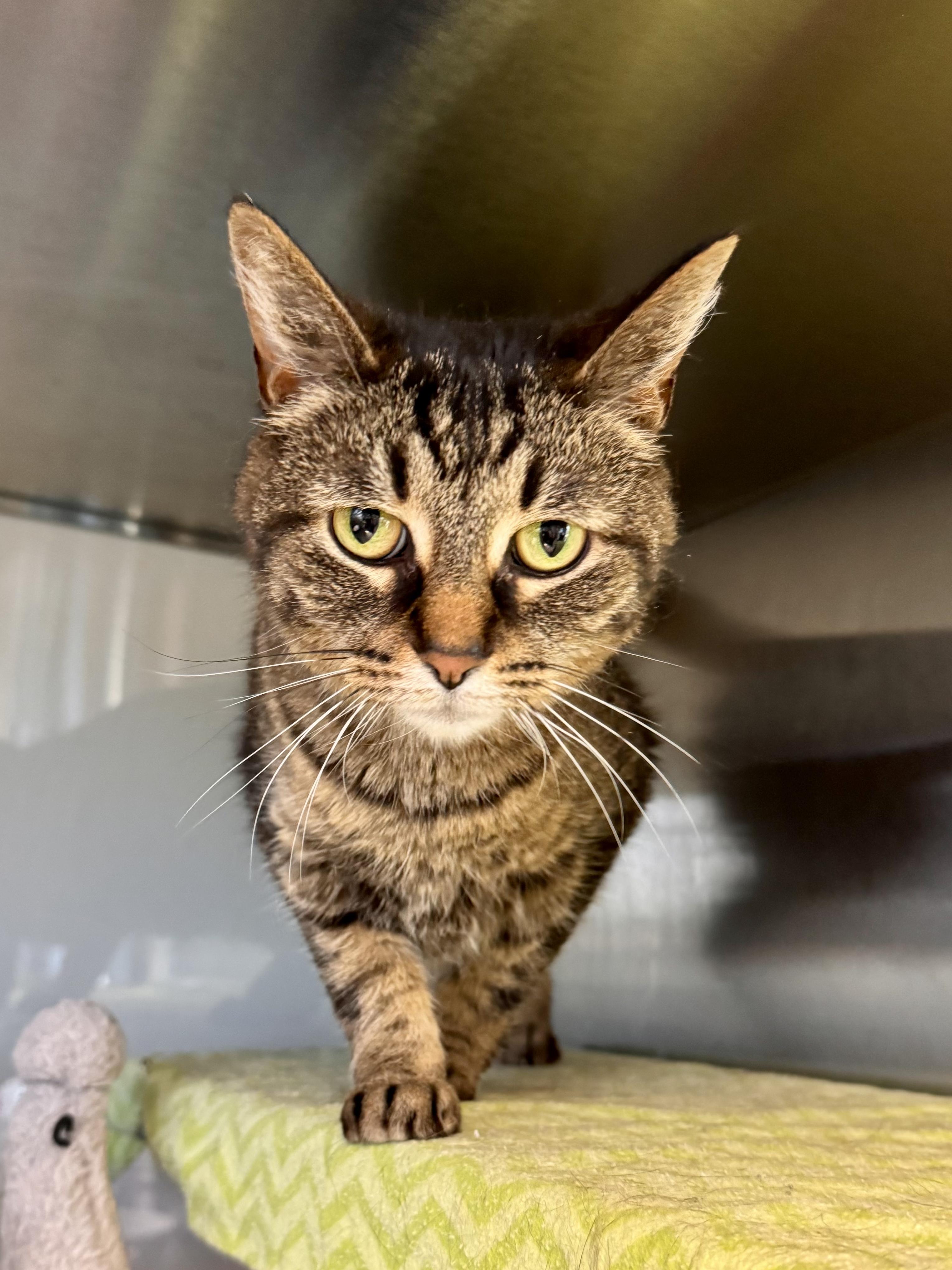 Enlarge Indie, a ADOPTABLE Domestic Short Hair in Midland, MI image 3/4