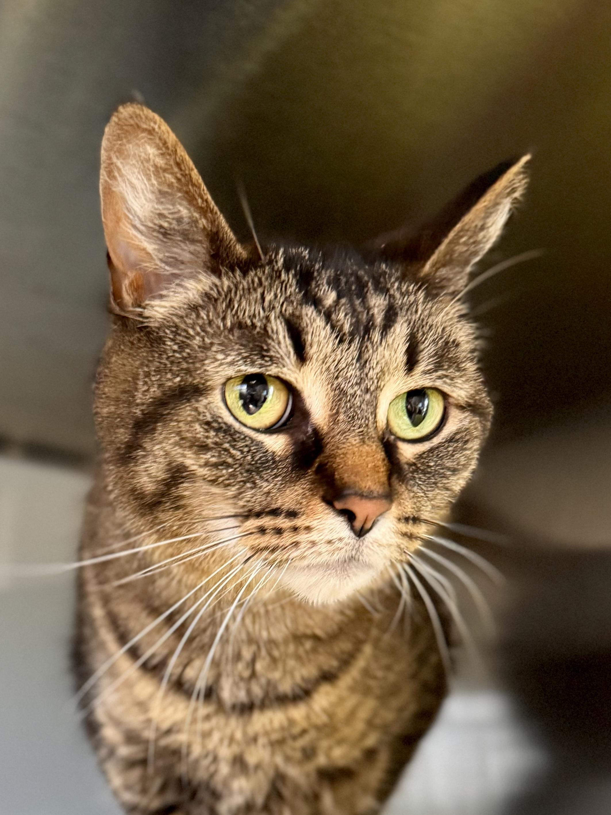 Indie, ADOPTABLE, Senior Female Domestic Short Hair.