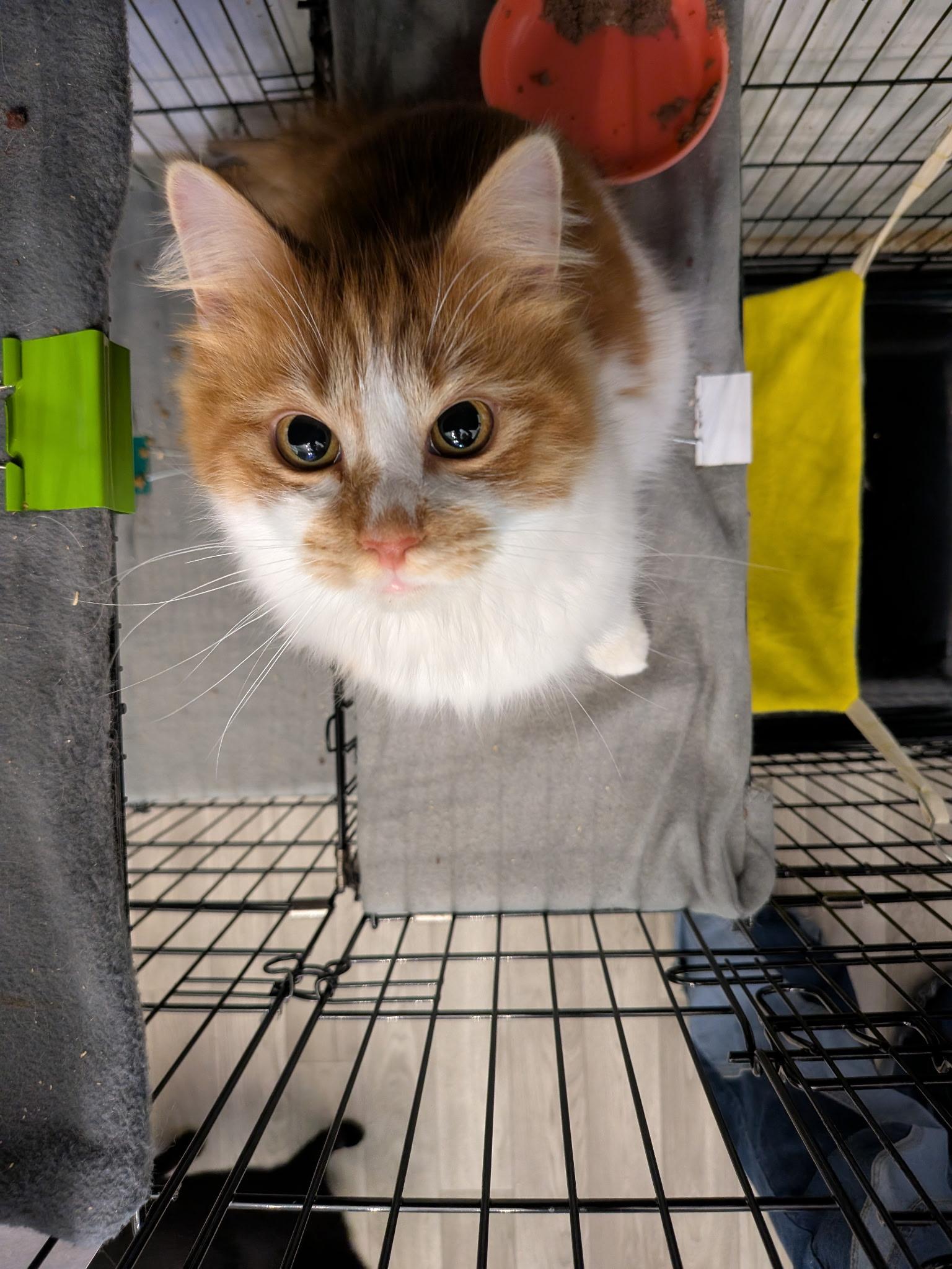 Larry, adopted, Young Male Domestic Long Hair.