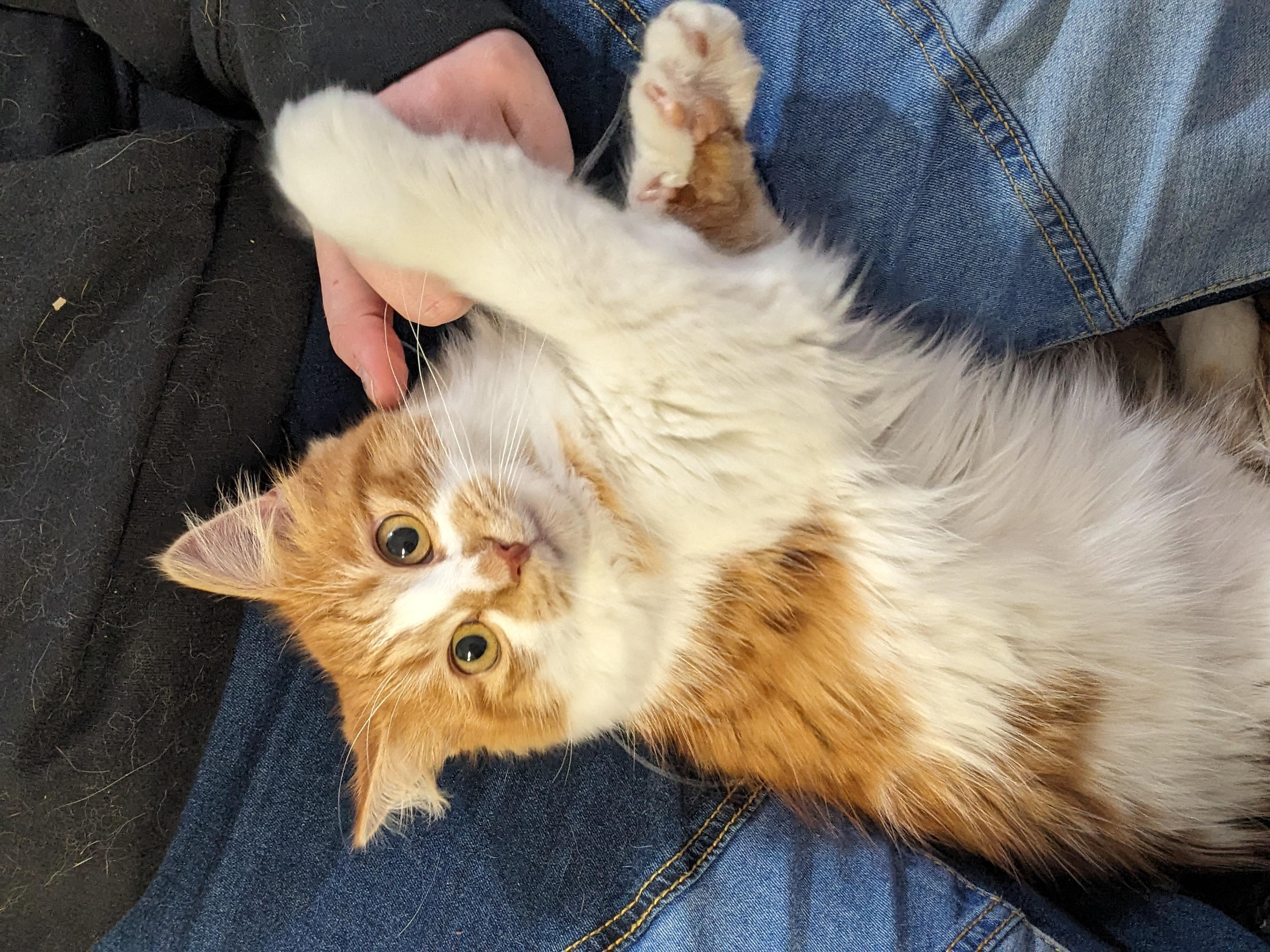 Larry, an adopted Domestic Long Hair in Rocky Ridge, MD image 2/2